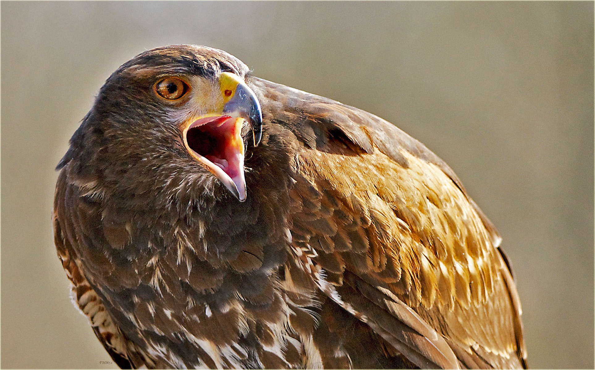 Sony 70-400mm F4-5.6 G SSM sample photo. The cry #2 photography