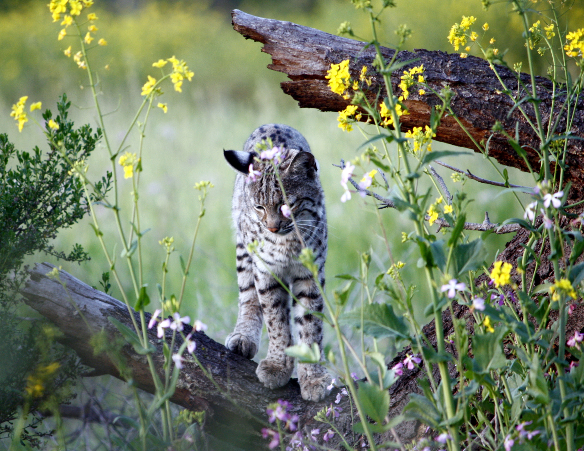 Canon EF-S 55-250mm F4-5.6 IS sample photo. Young bobcat photography