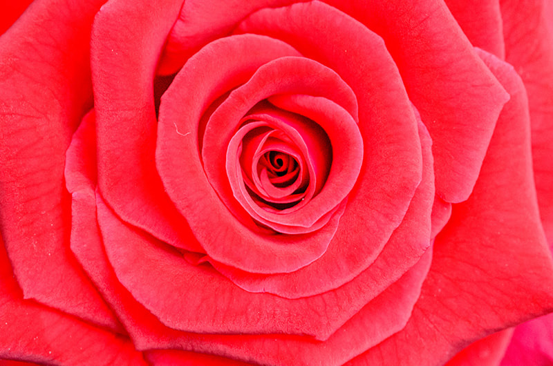 Nikon AF-S Micro-Nikkor 105mm F2.8G IF-ED VR sample photo. Rose photography