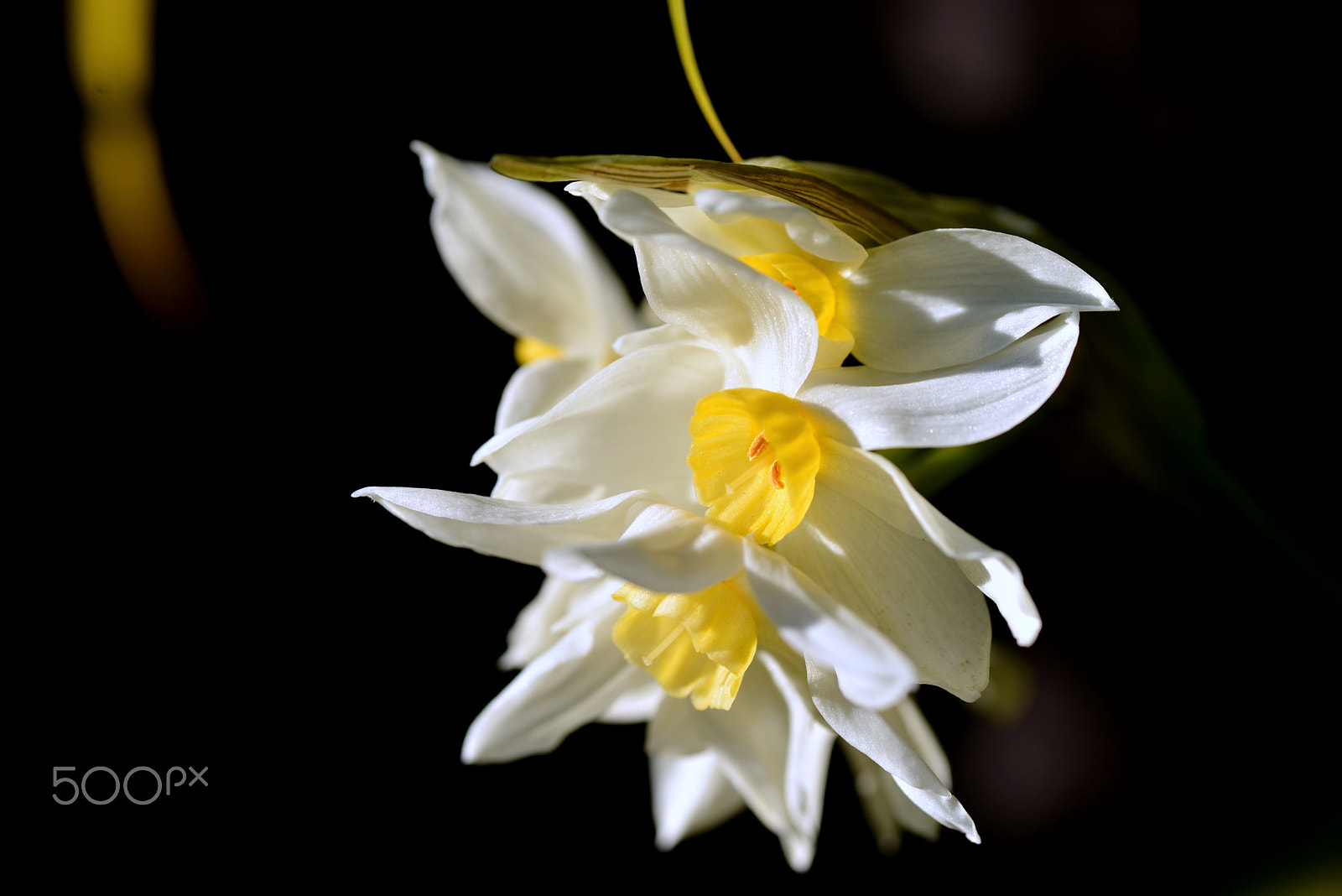 Nikon D600 + Tamron SP 90mm F2.8 Di VC USD 1:1 Macro sample photo. Narcissus telling the spring. photography