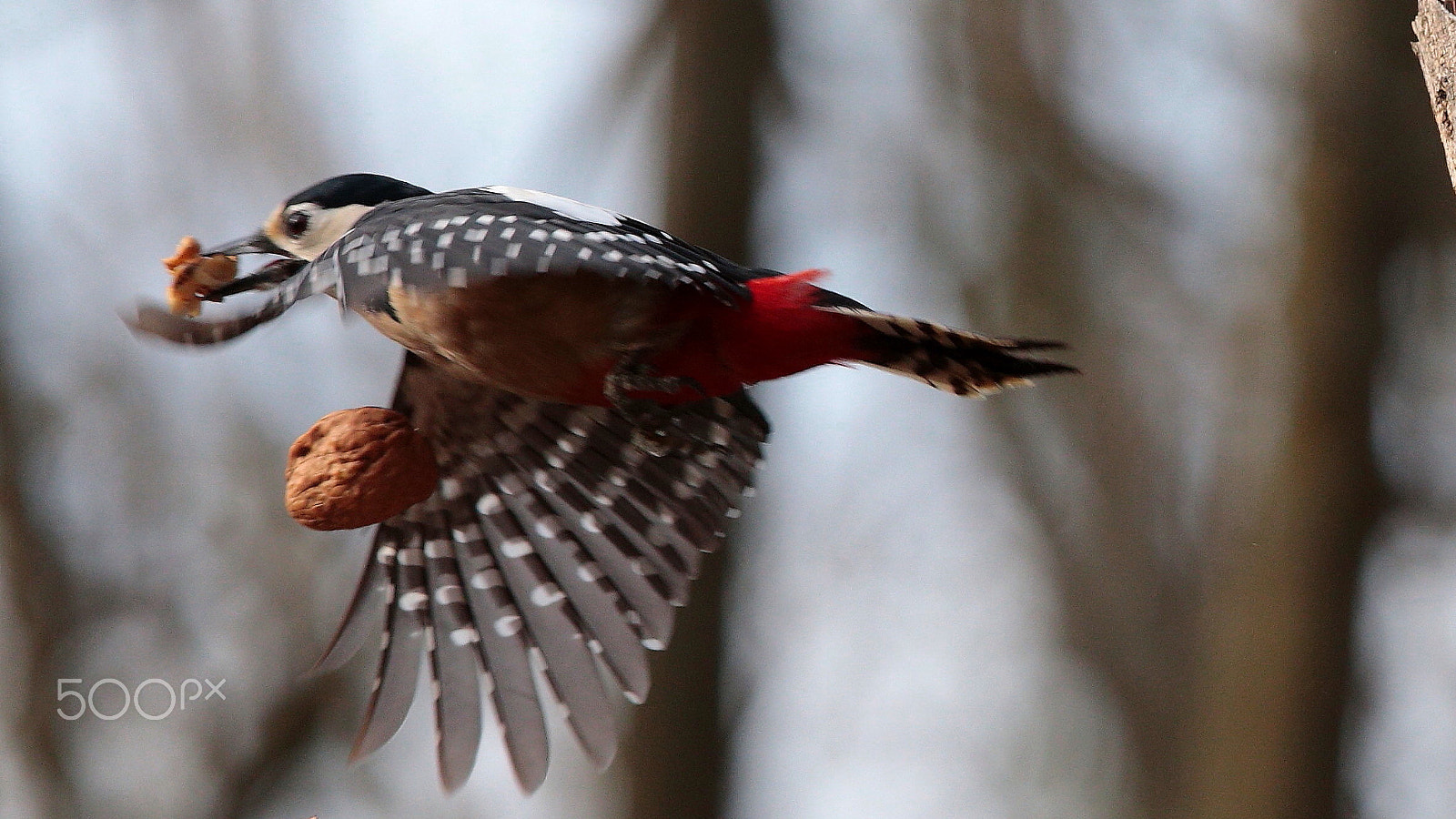 Canon EOS-1D X sample photo. Woodpecker photography