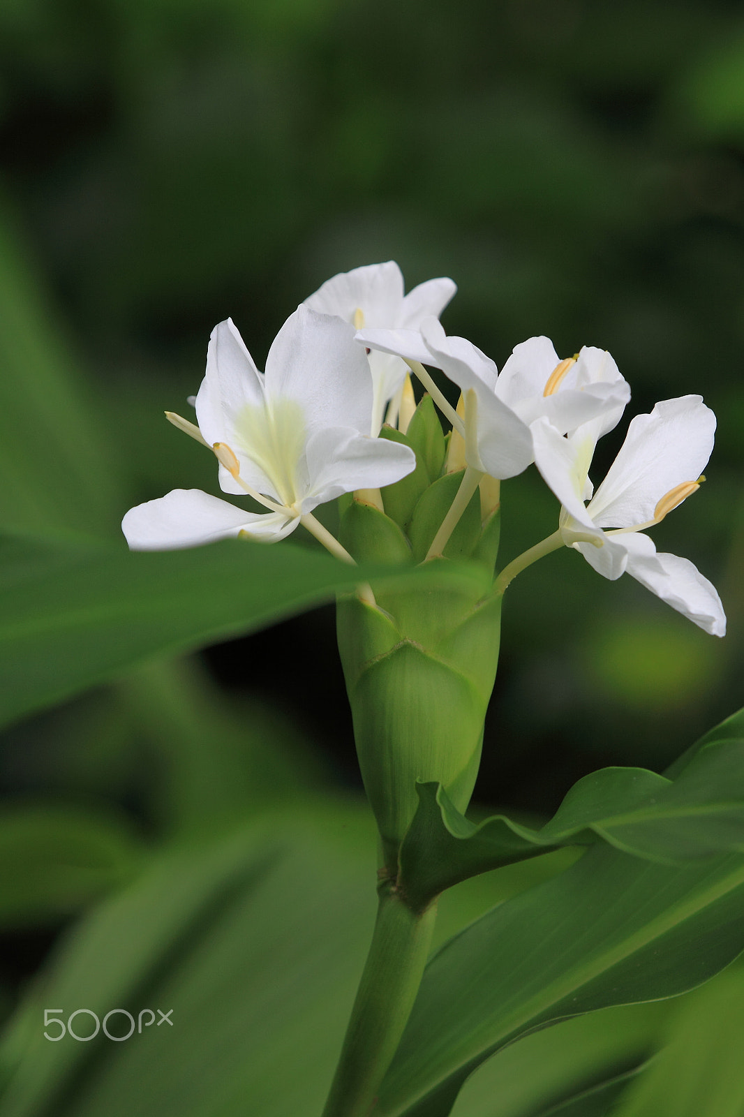 Canon EF 100-400mm F4.5-5.6L IS USM sample photo. Simple white photography