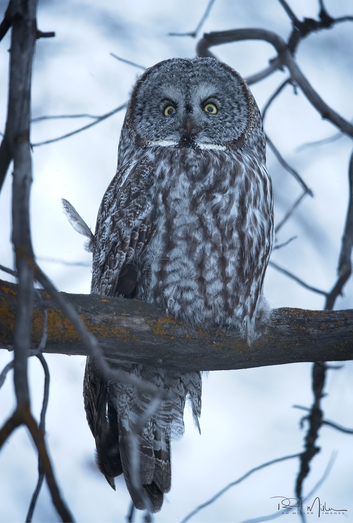 Canon EF 600mm F4L IS II USM sample photo. Blue hour gray owl photography