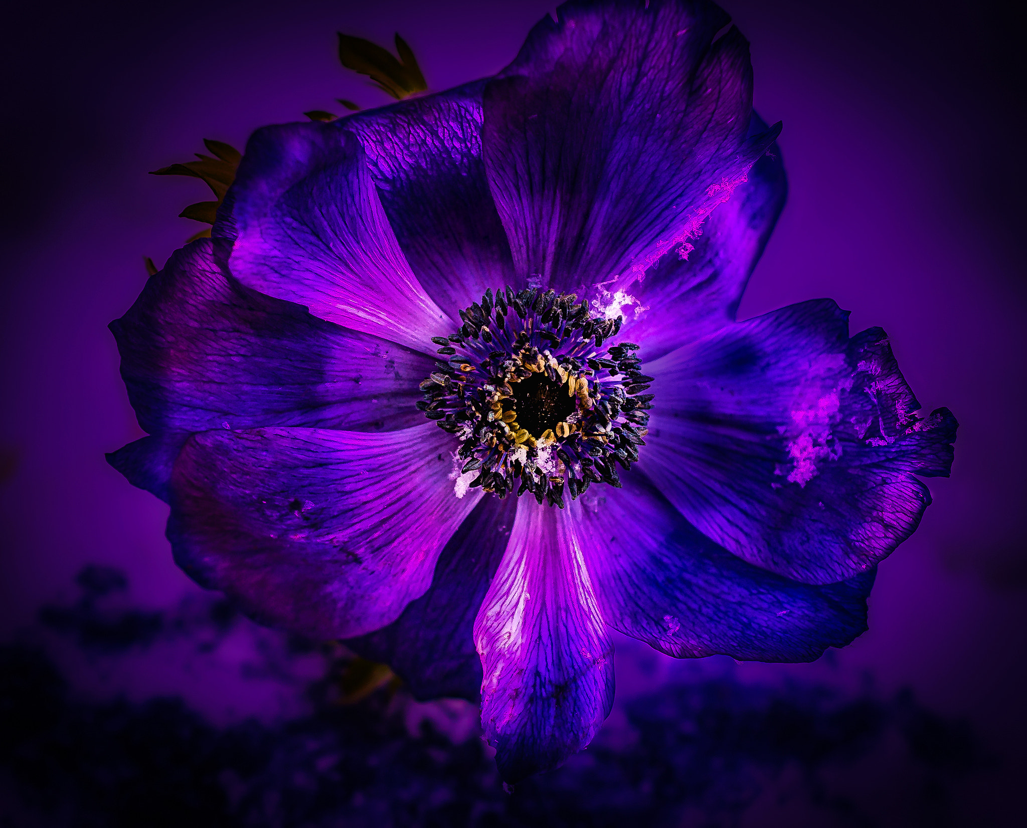 Nikon D4 sample photo. Just violet photography