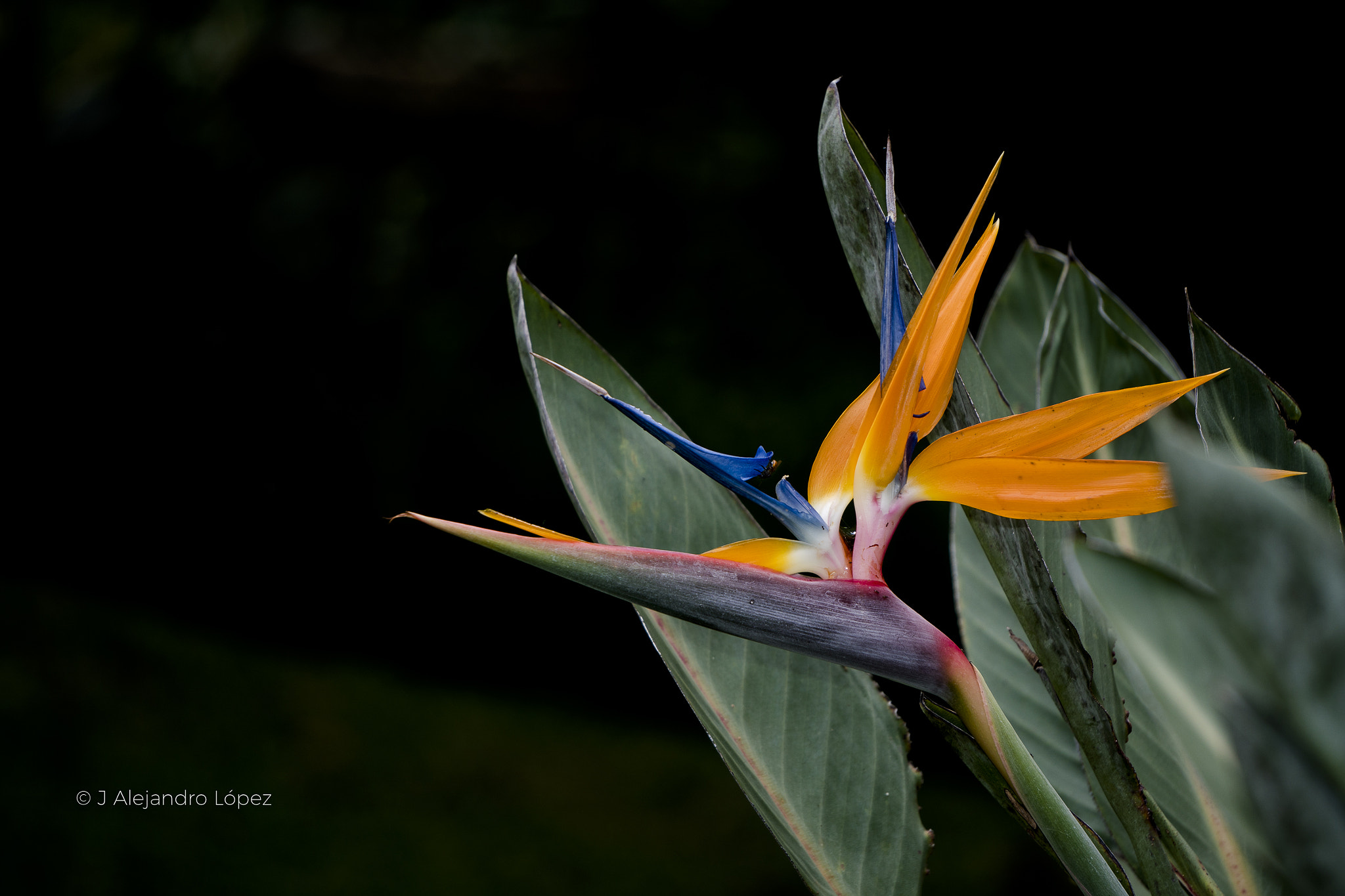 Sony a6300 + Sony E 55-210mm F4.5-6.3 OSS sample photo. Belles natural 2-9 photography