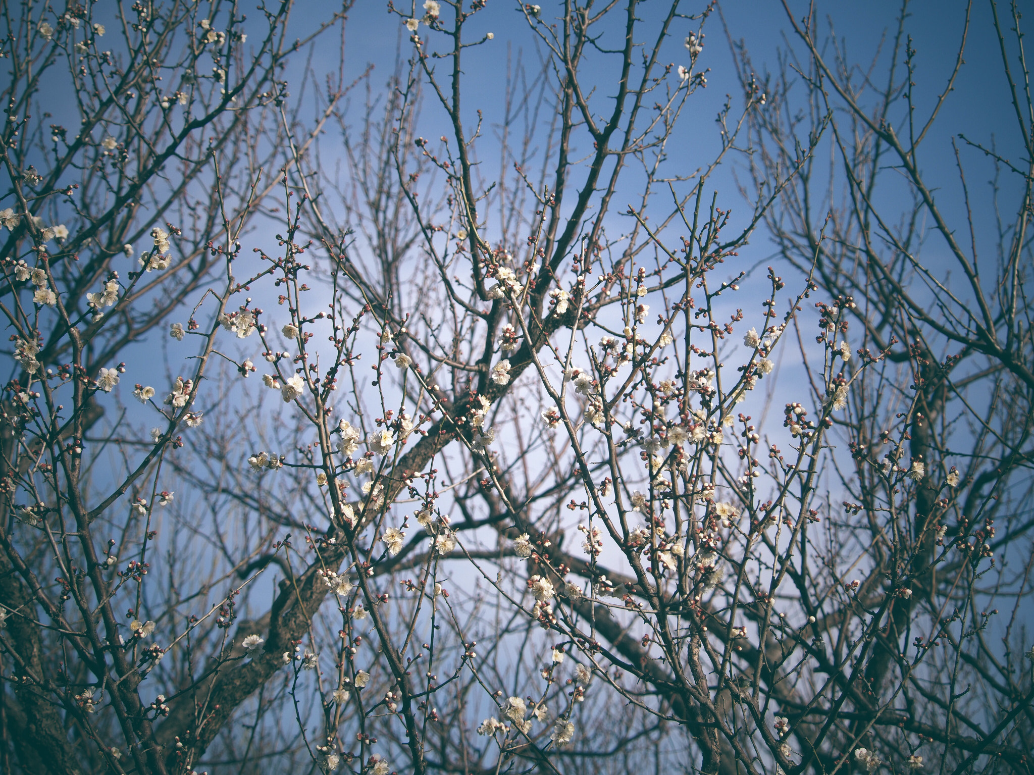 Olympus PEN E-PM2 sample photo. Teaser blooming photography