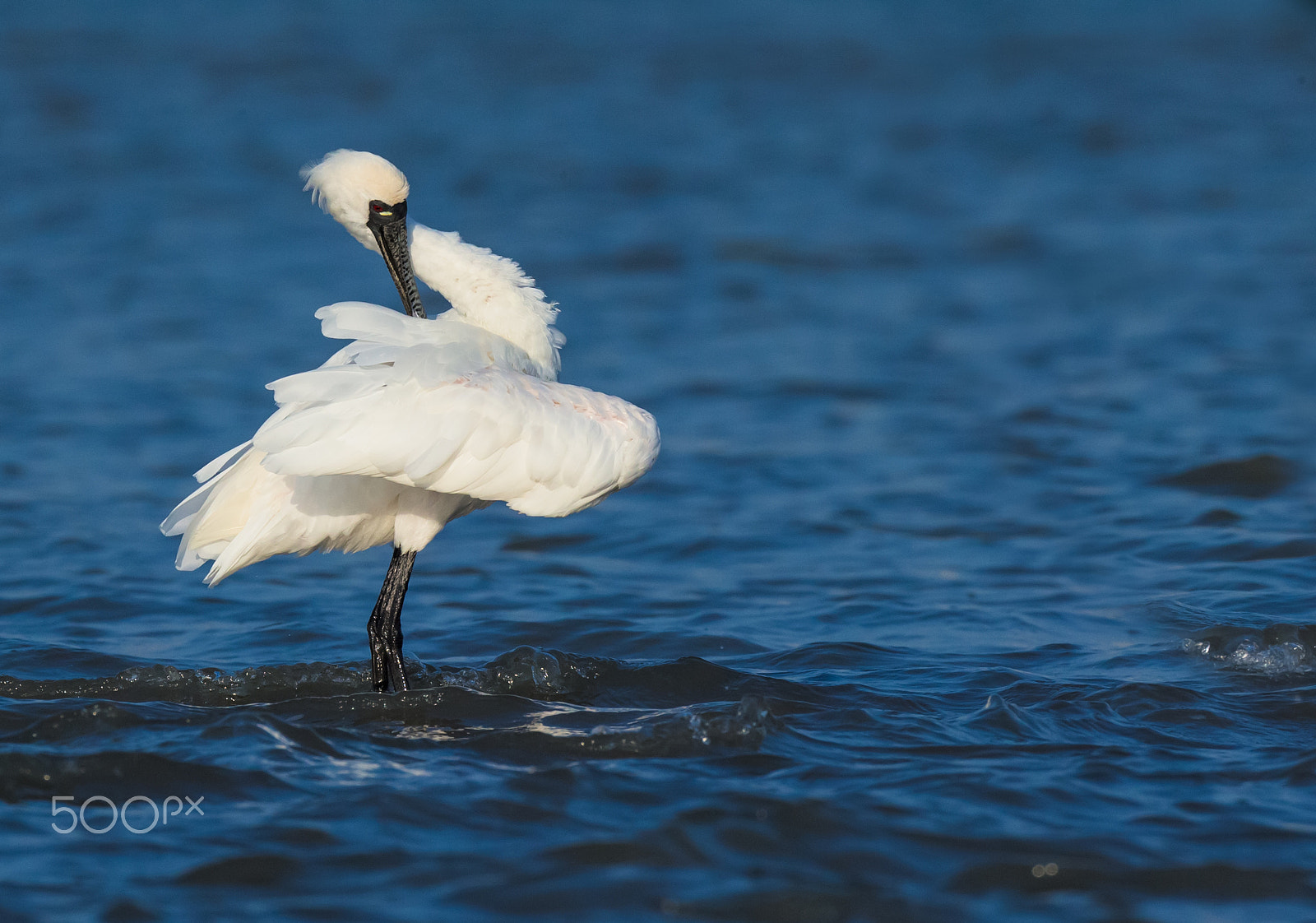 Canon EOS-1D X + Canon EF 800mm F5.6L IS USM sample photo. In the wind photography