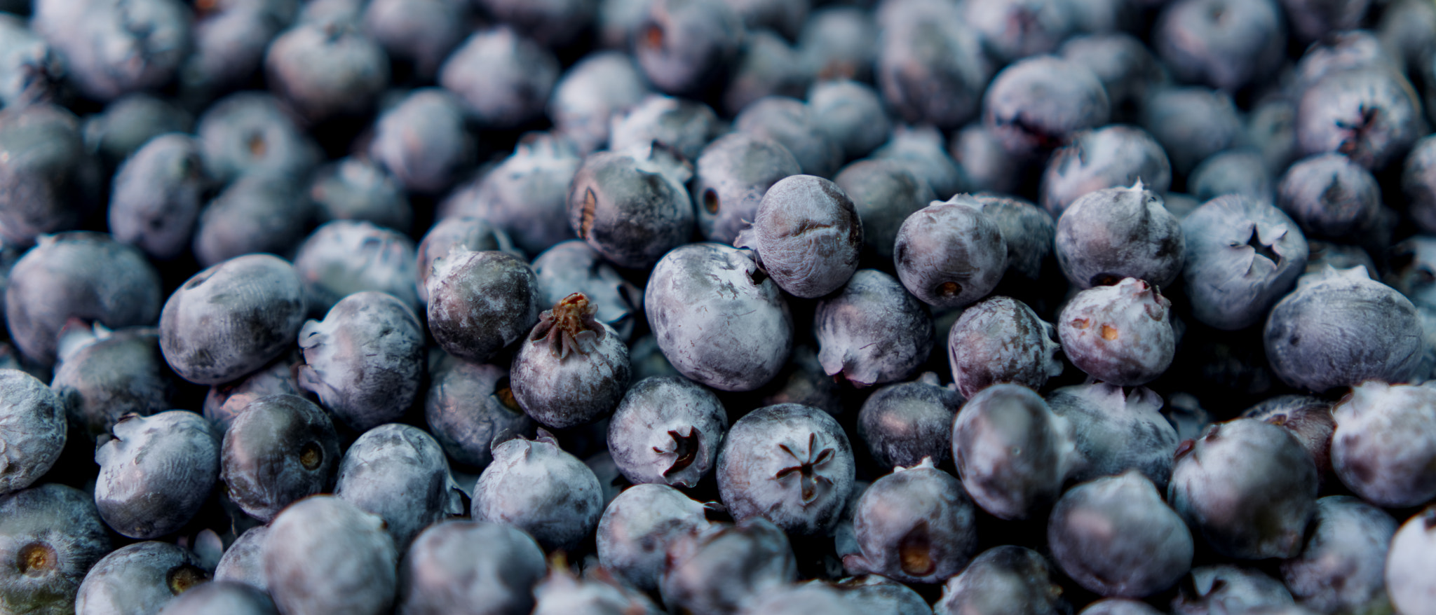 Sony E 35mm F1.8 OSS sample photo. Blueberry photography