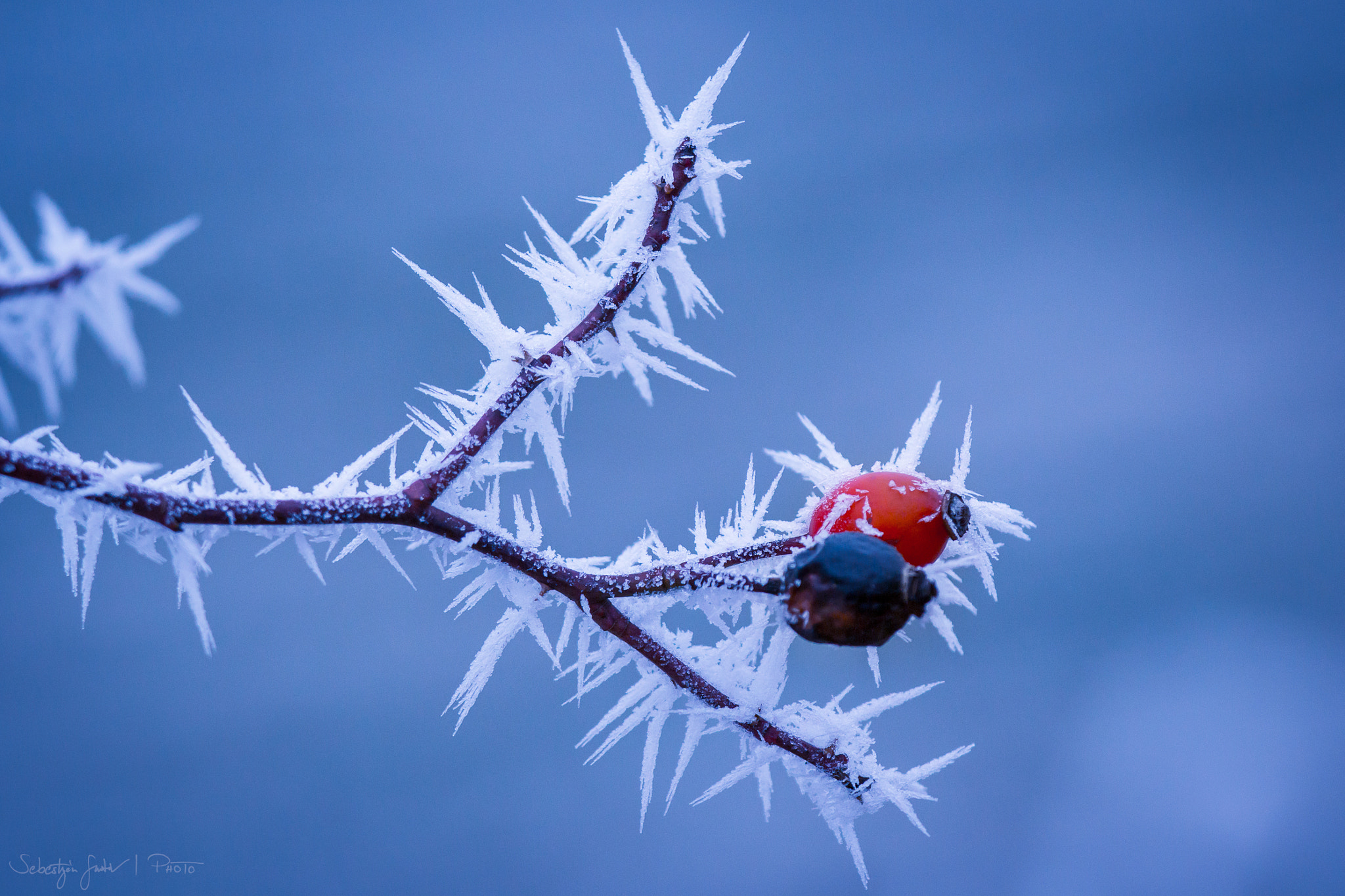 Canon EOS 60D + Canon EF 70-200mm F4L IS USM sample photo. Frozen ii. photography