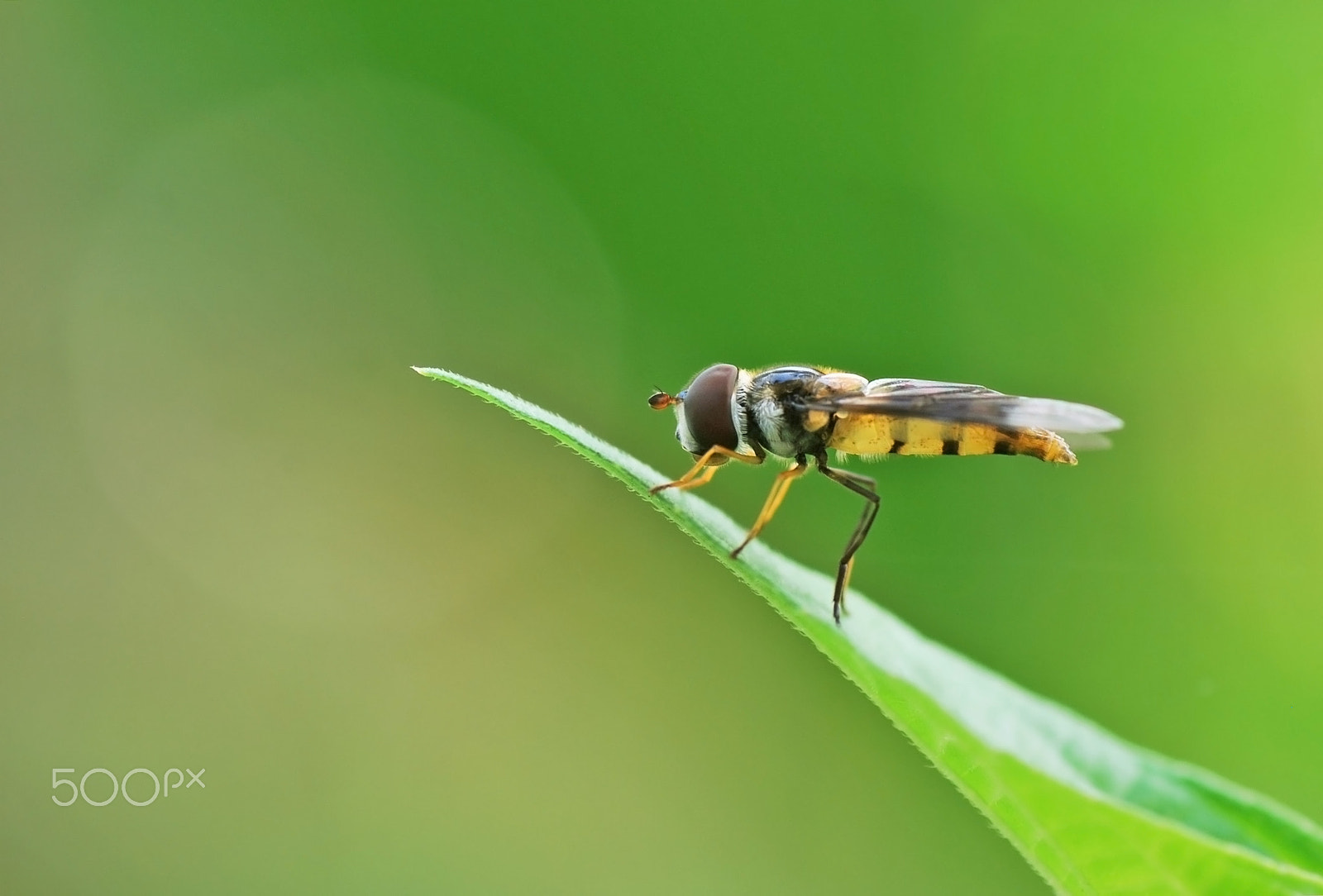Nikon D60 sample photo. Enjoy the morning bright photography