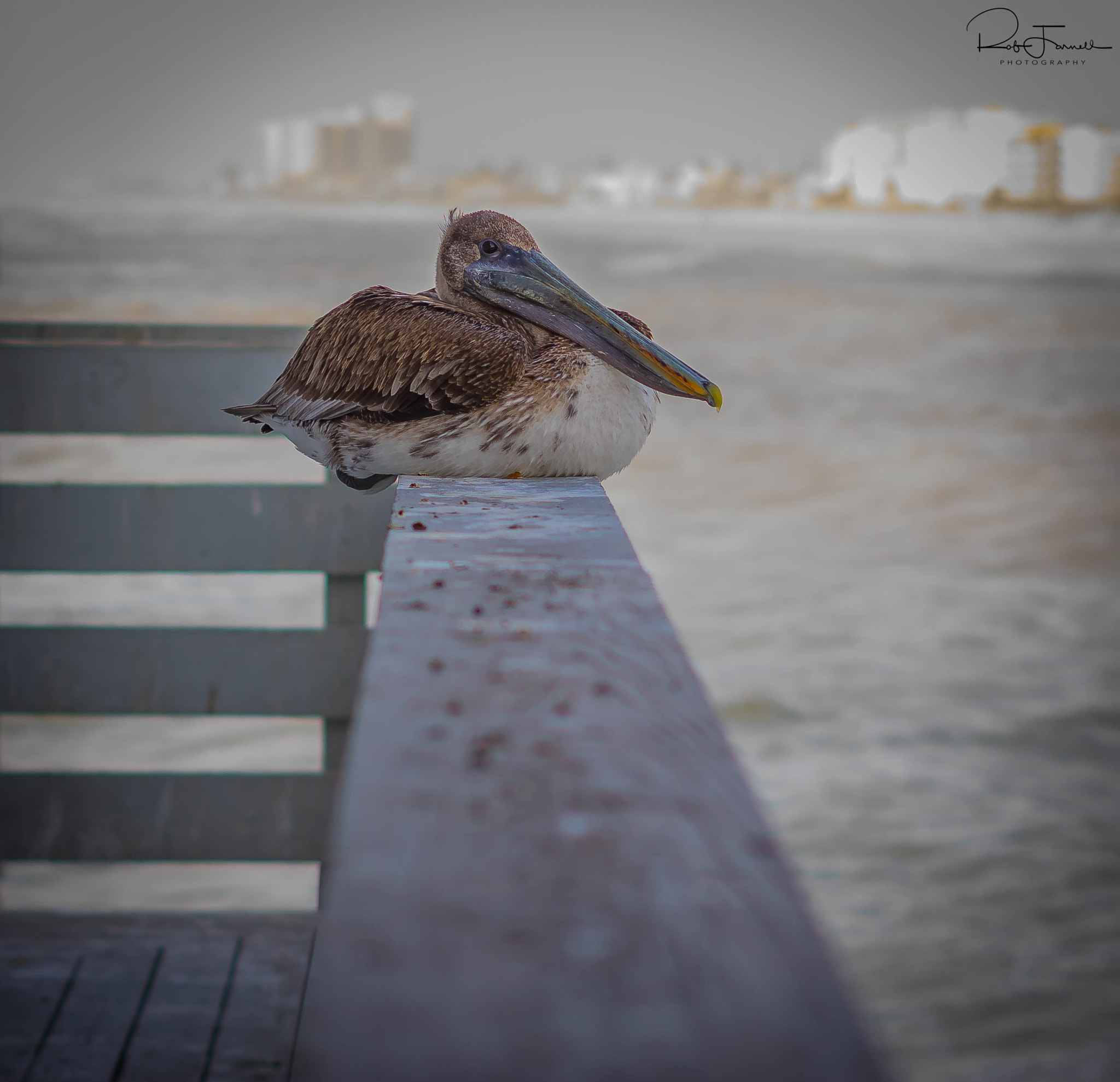 Pentax K-3 sample photo. Brown pelican photography