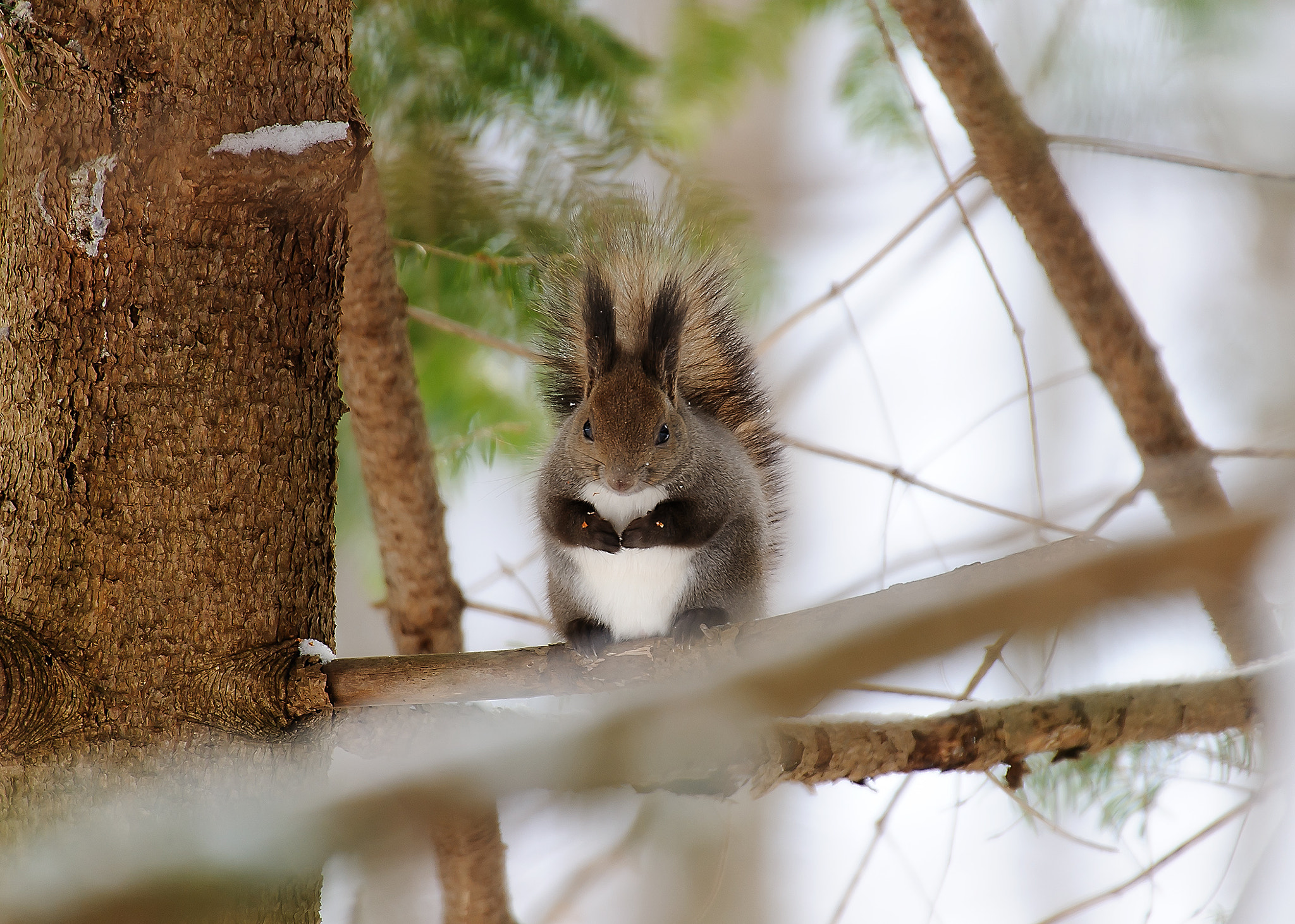 Sigma 50-500mm F4.5-6.3 DG OS HSM sample photo. Hokkaido squirrel photography