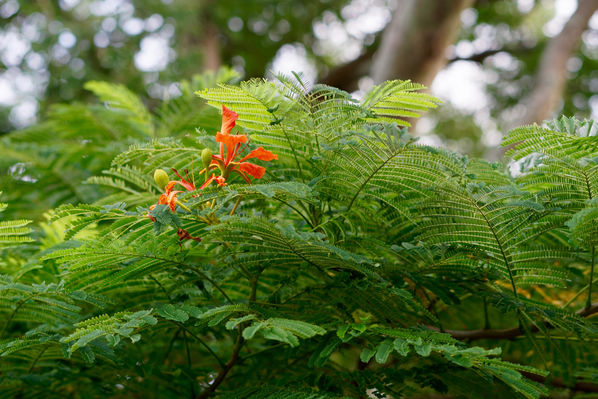 Sony a5100 + Sony Sonnar T* FE 55mm F1.8 ZA sample photo. 28833159120.jpg photography