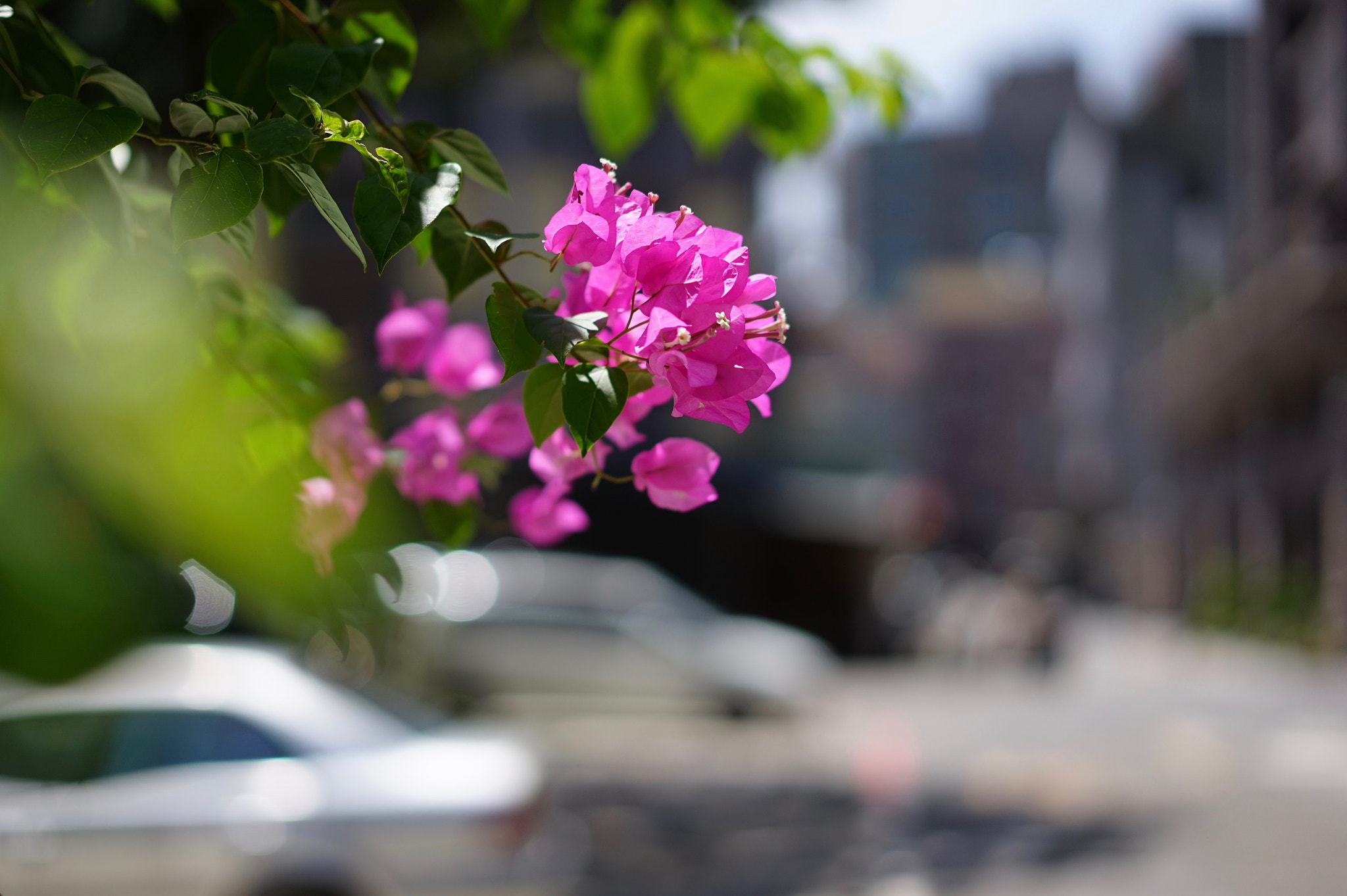 Sony a7 + Sony Sonnar T* FE 55mm F1.8 ZA sample photo. 27201485724.jpg photography