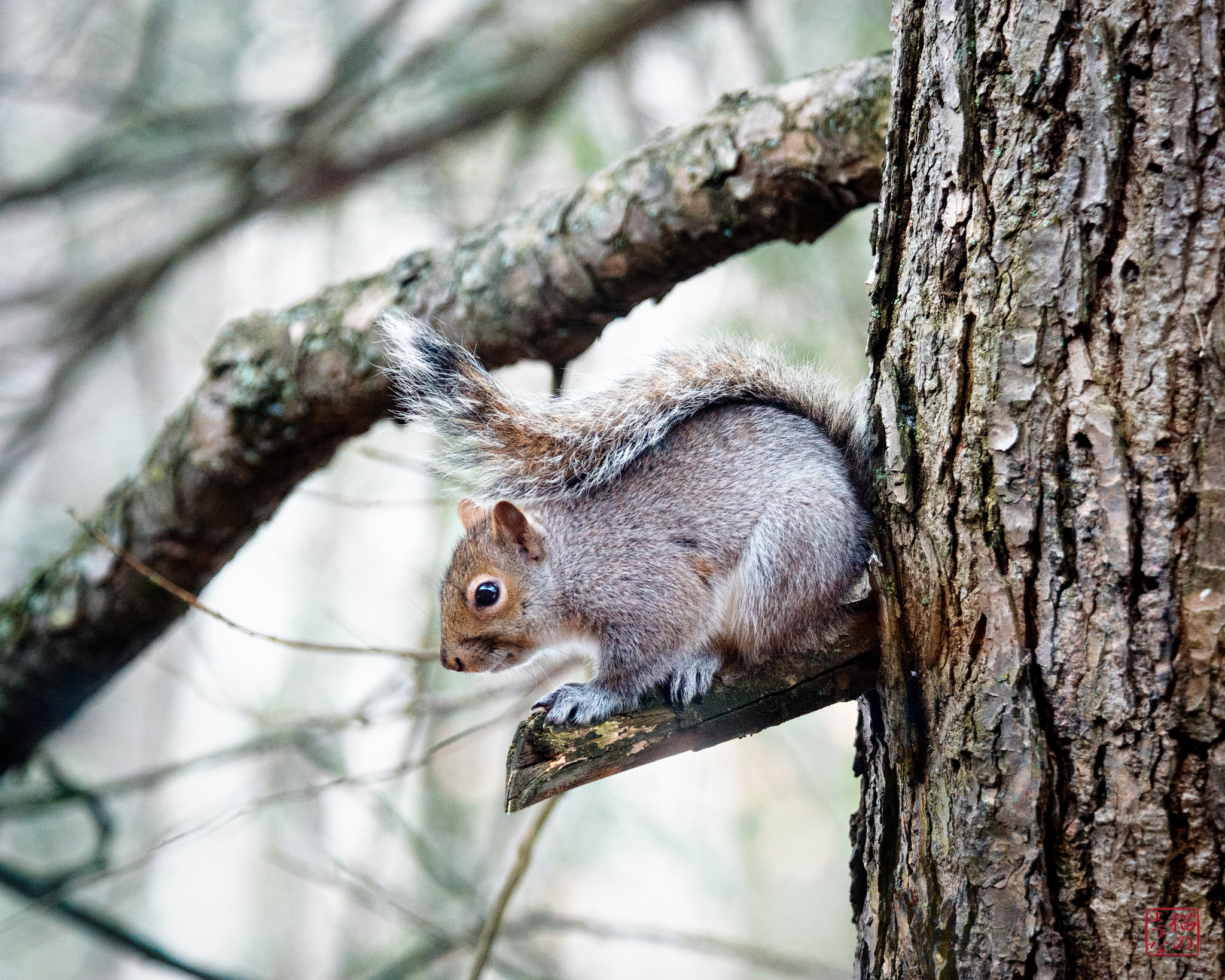 Nikon D800 sample photo. Out on a limb photography