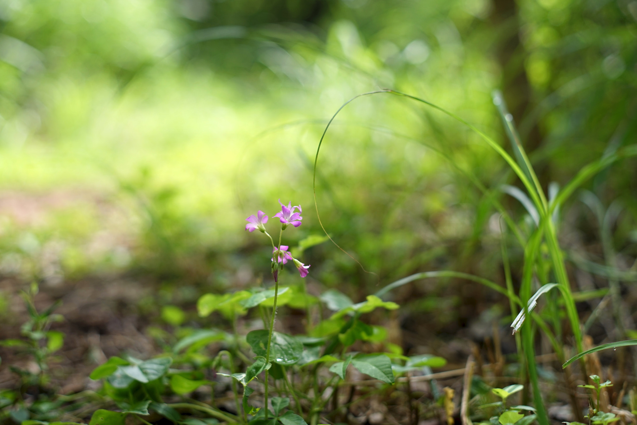 ZEISS Loxia 50mm F2 sample photo. 26579416263.jpg photography