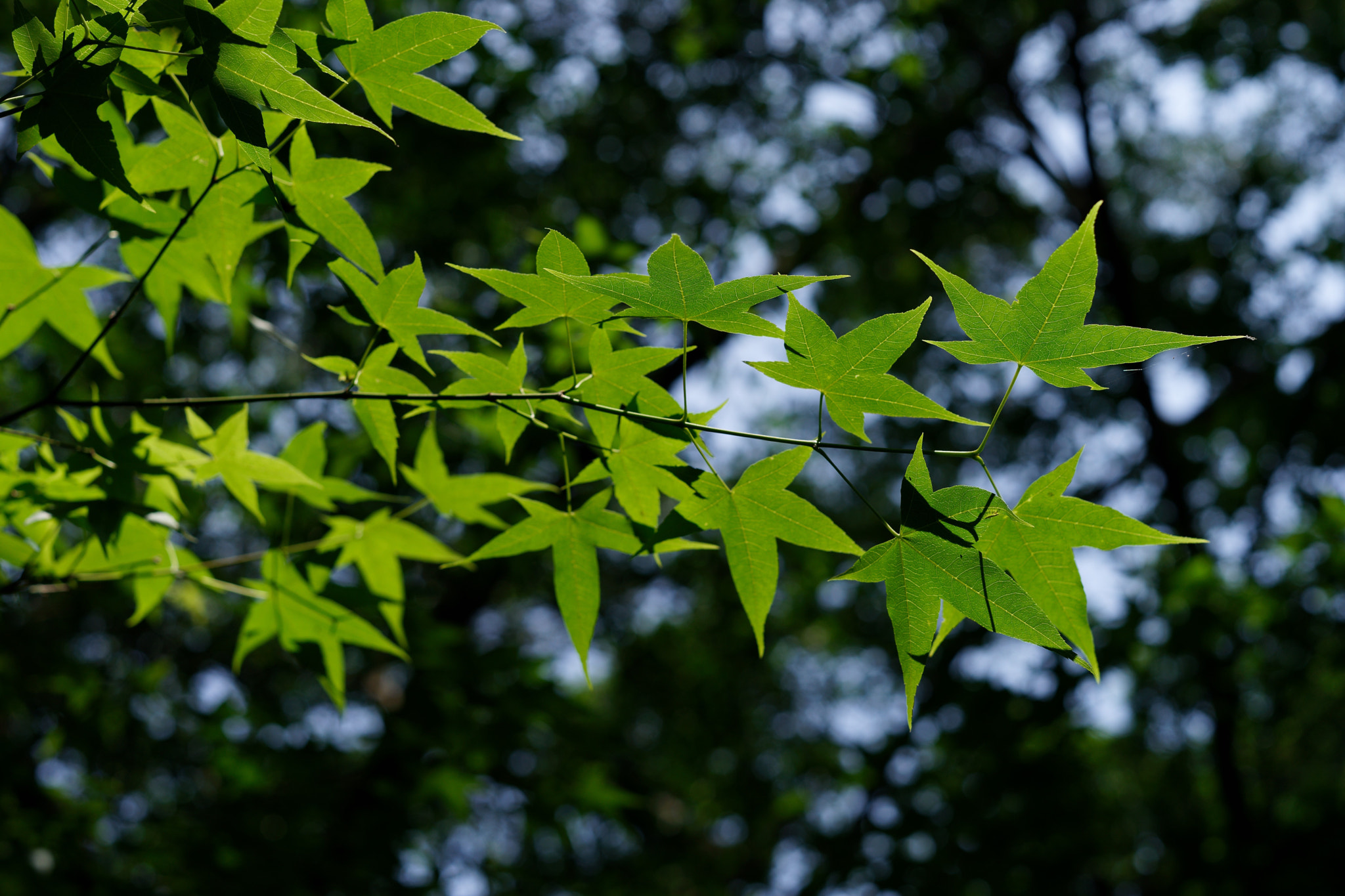 ZEISS Loxia 50mm F2 sample photo. 26245604574.jpg photography