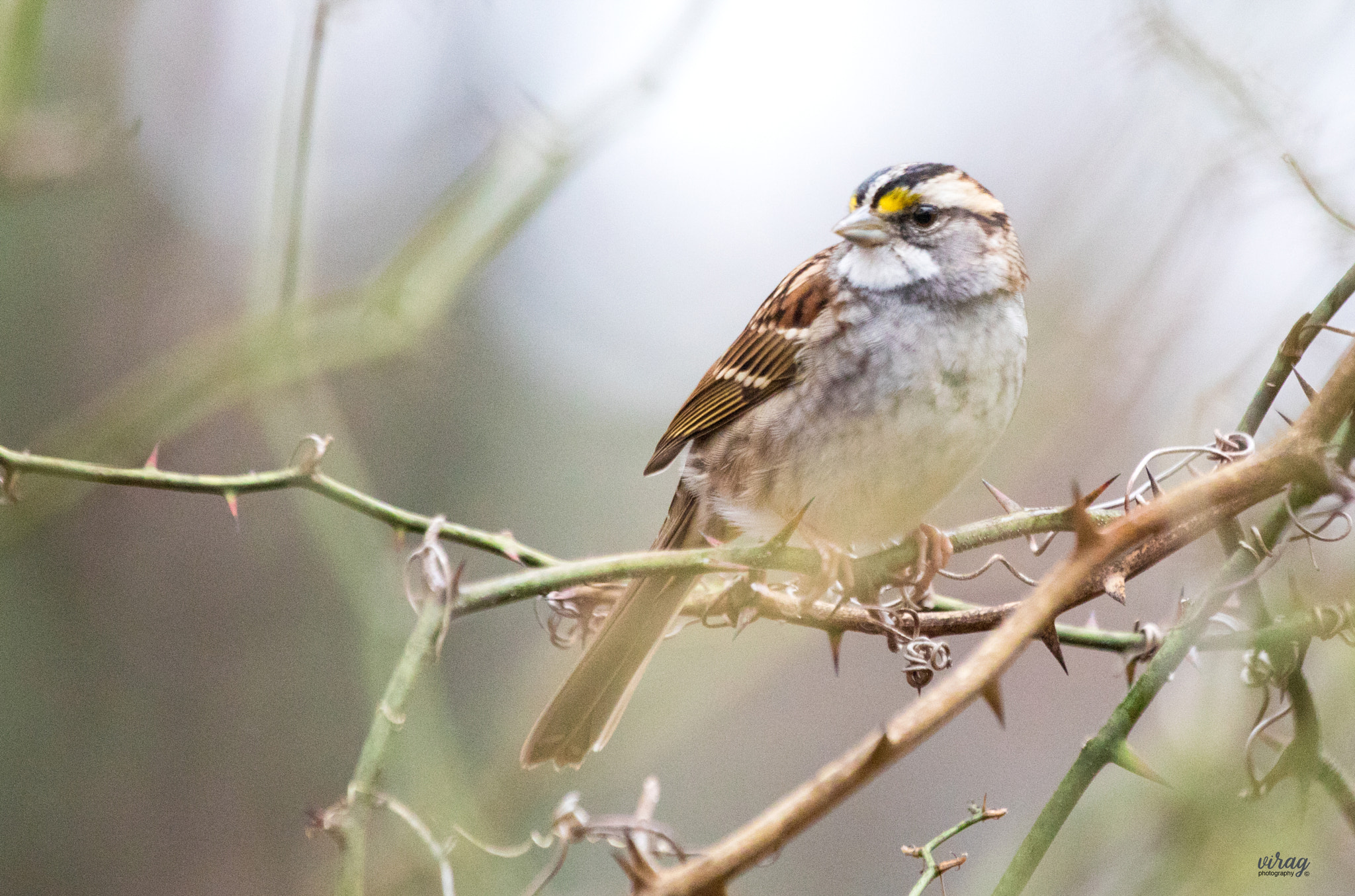 Canon EF 100-400mm F4.5-5.6L IS USM sample photo. White-throated sparrow photography
