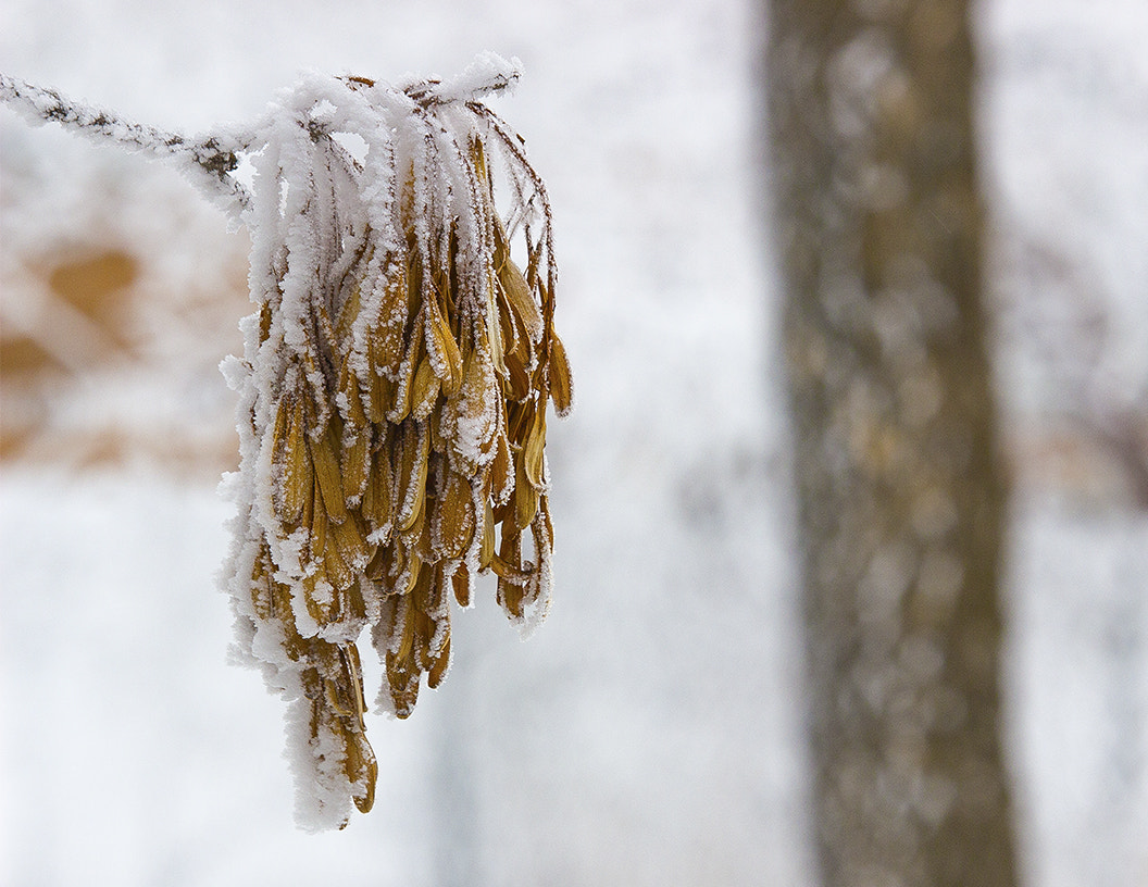 Canon EF-S 55-250mm F4-5.6 IS STM sample photo. Frost photography