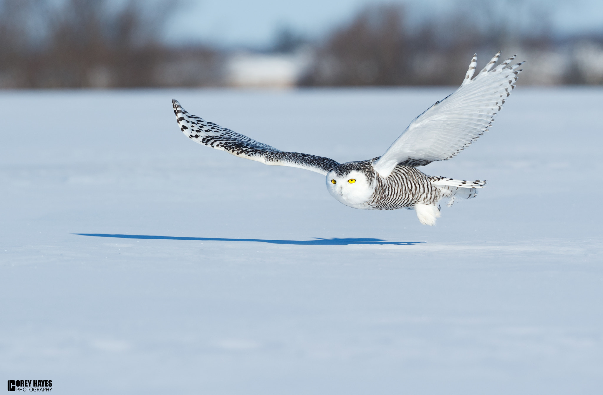 Canon EOS-1D X + Canon EF 500mm F4L IS USM sample photo. Snowy flyby photography
