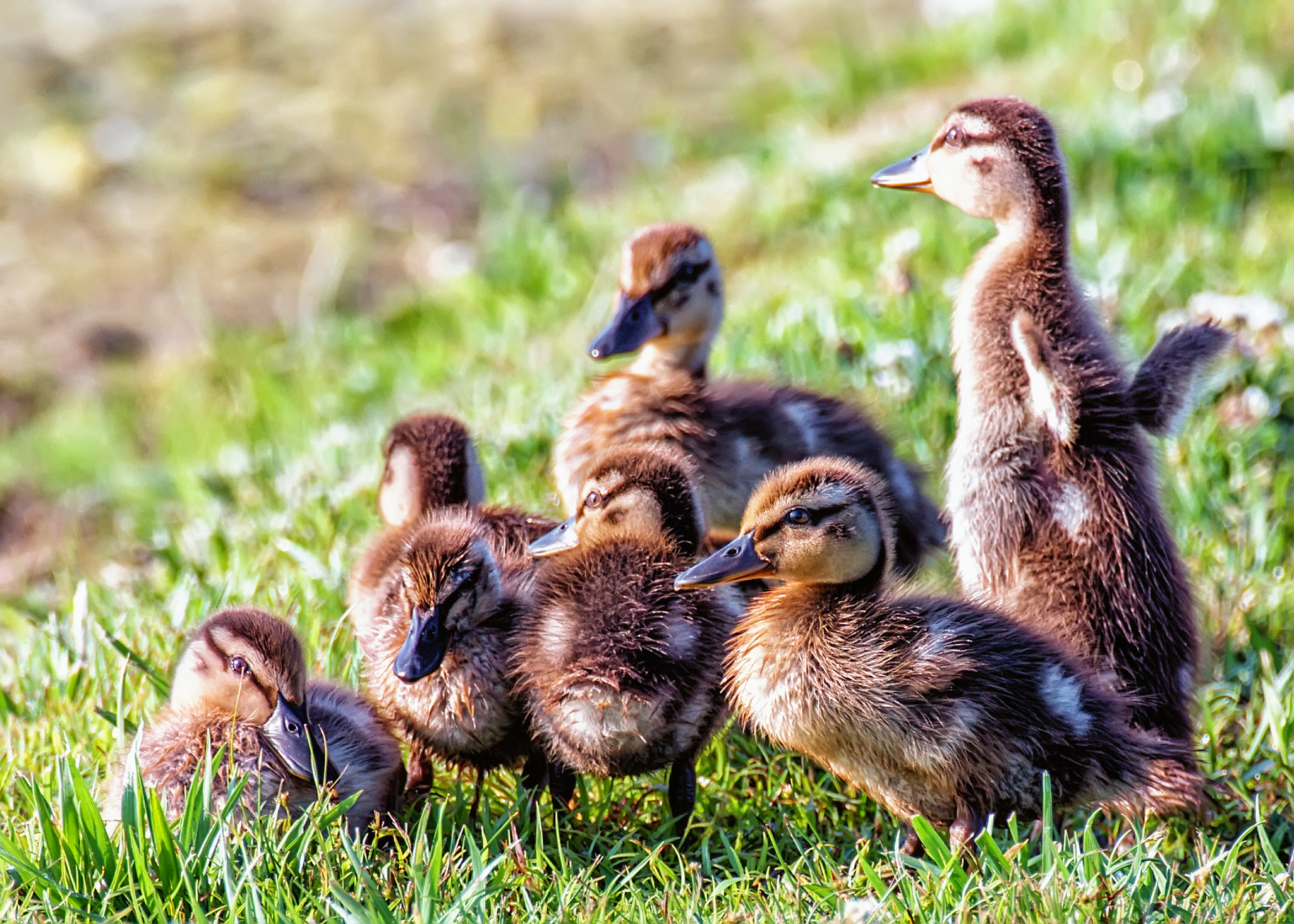 Canon EOS 60D sample photo. Ducklings photography