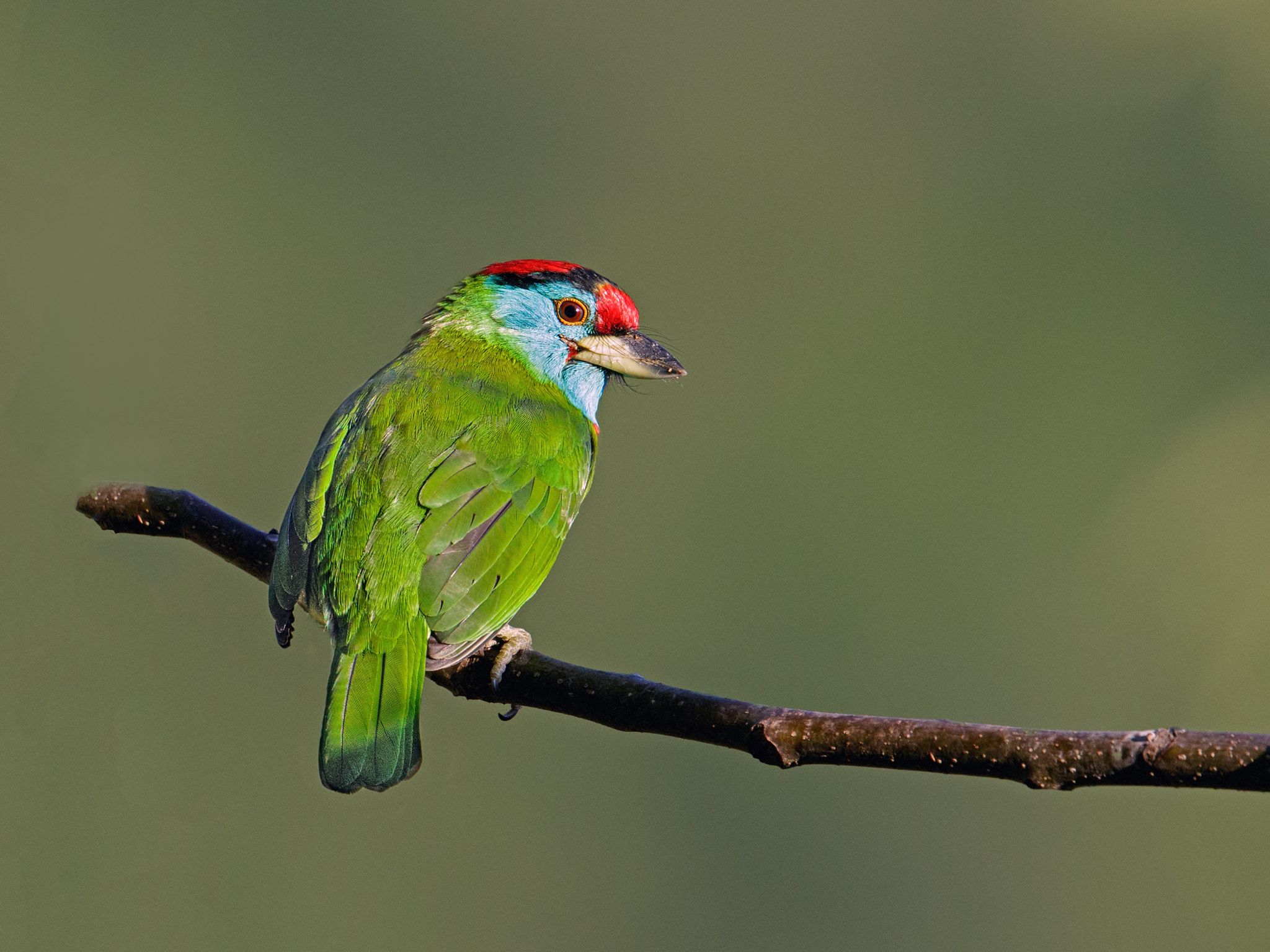 Canon EF 500mm F4L IS II USM sample photo. 32333409762.jpg photography