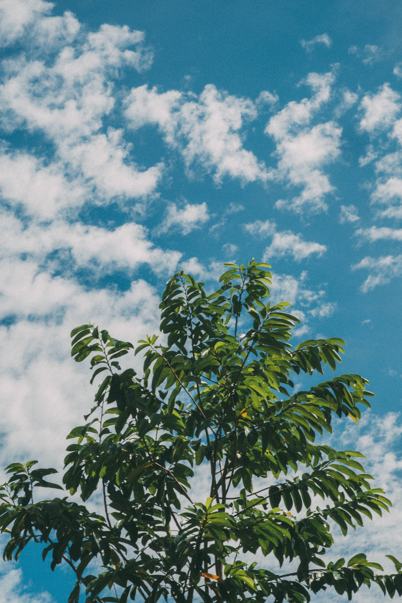 Fujifilm X-A2 + Fujifilm XC 50-230mm F4.5-6.7 OIS II sample photo. Tree and sky photography