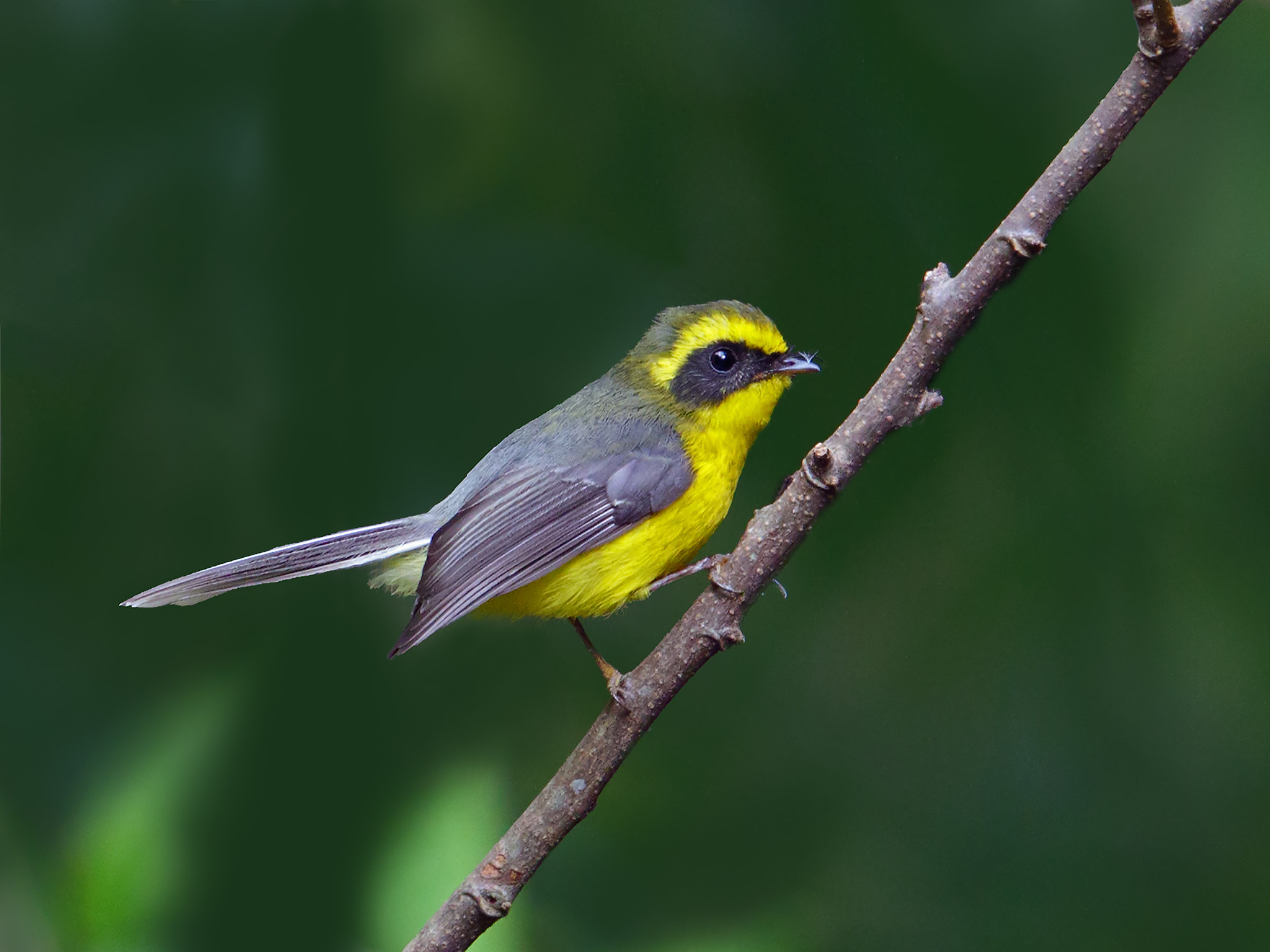 Canon EF 500mm F4L IS II USM sample photo. 31606808693.jpg photography
