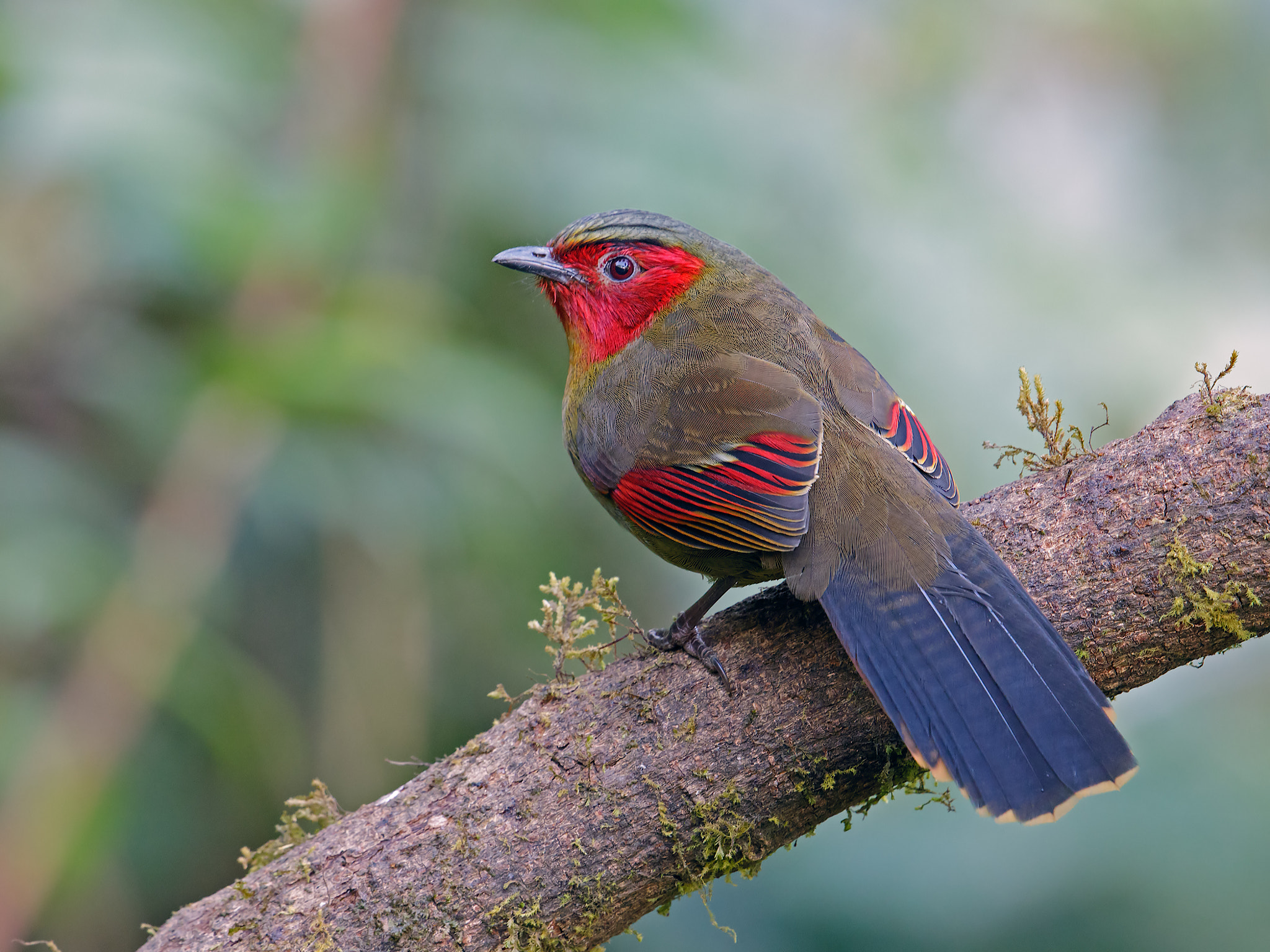Canon EF 500mm F4L IS II USM sample photo. 32243189461.jpg photography