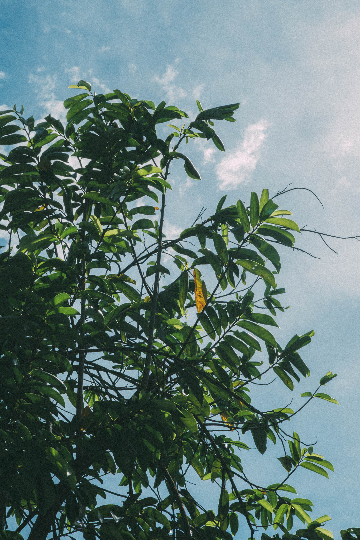 Fujifilm X-A2 + Fujifilm XC 50-230mm F4.5-6.7 OIS II sample photo. Tree and sky photography