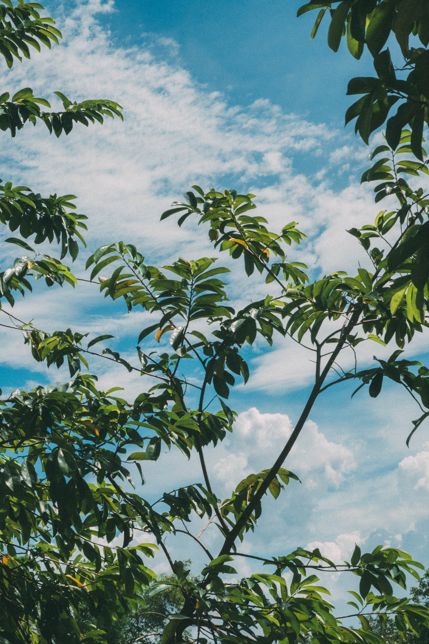 Fujifilm X-A2 + Fujifilm XC 50-230mm F4.5-6.7 OIS II sample photo. Tree and sky photography