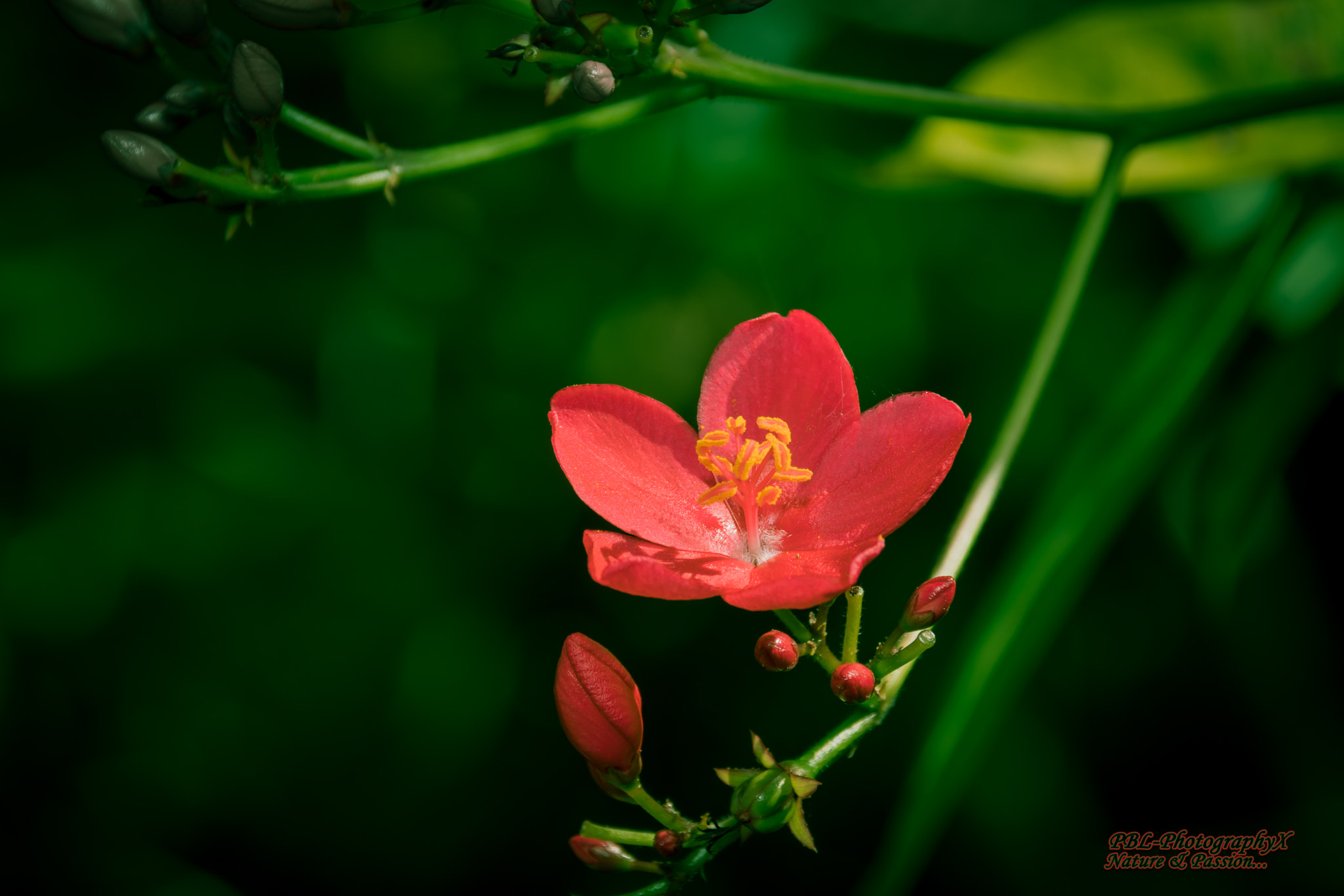 Sigma 18-250mm F3.5-6.3 DC Macro OS HSM sample photo. Comme je... photography
