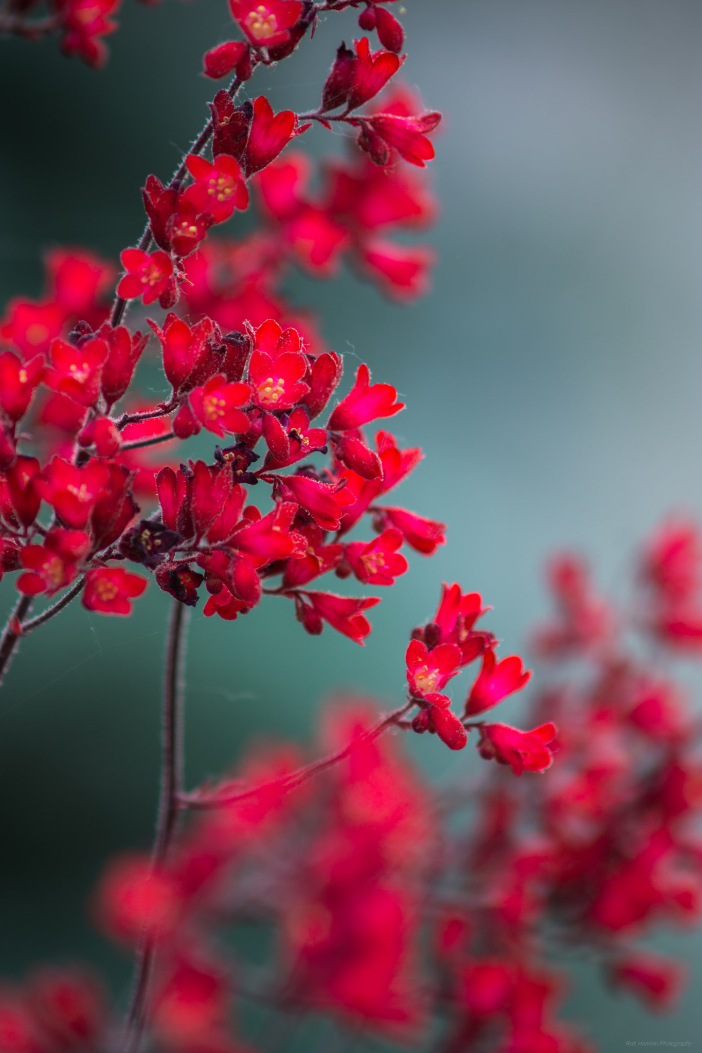 Sony SLT-A77 sample photo. Little red flowers photography