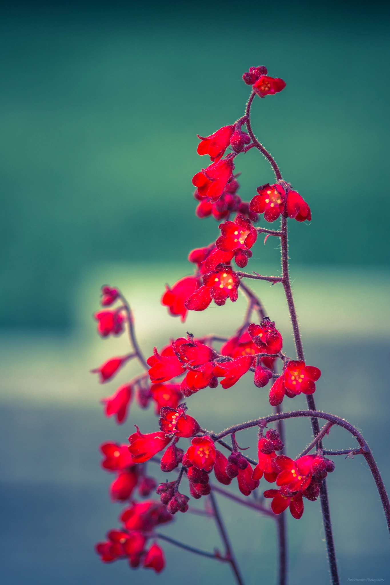 Sony SLT-A77 sample photo. Tiny red flowers photography