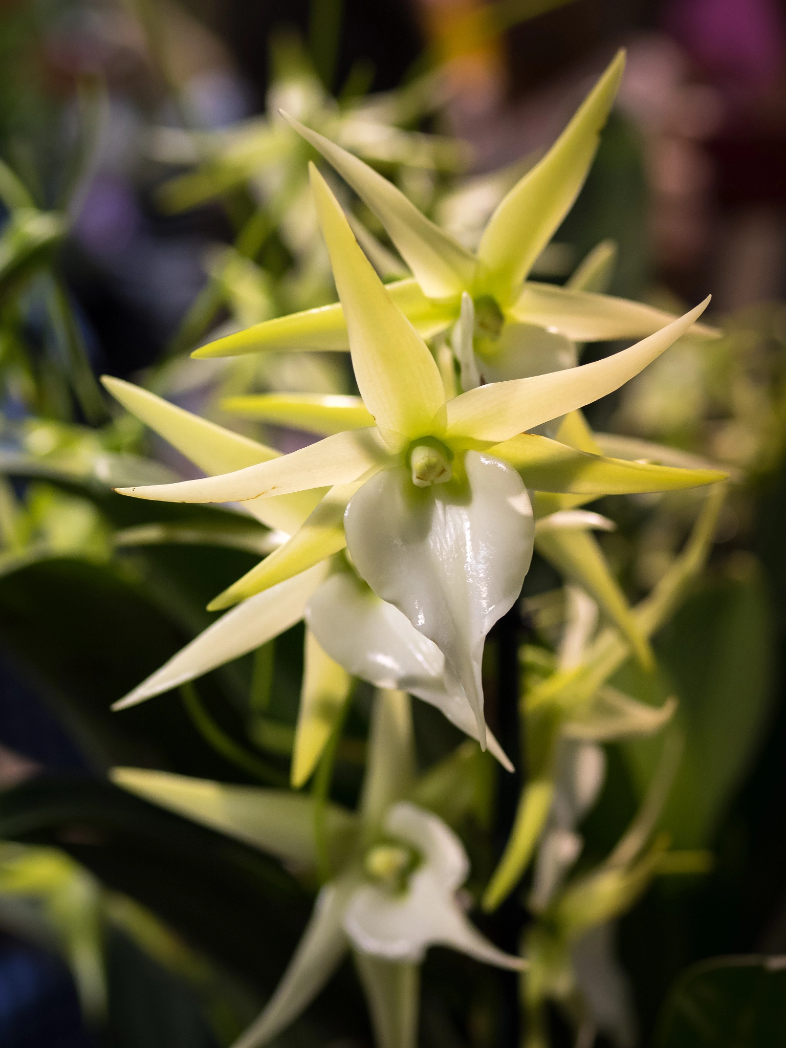 Olympus OM-D E-M1 + OLYMPUS 50mm Lens sample photo. Darwin's orchid (angraecum sesquipedale) photography