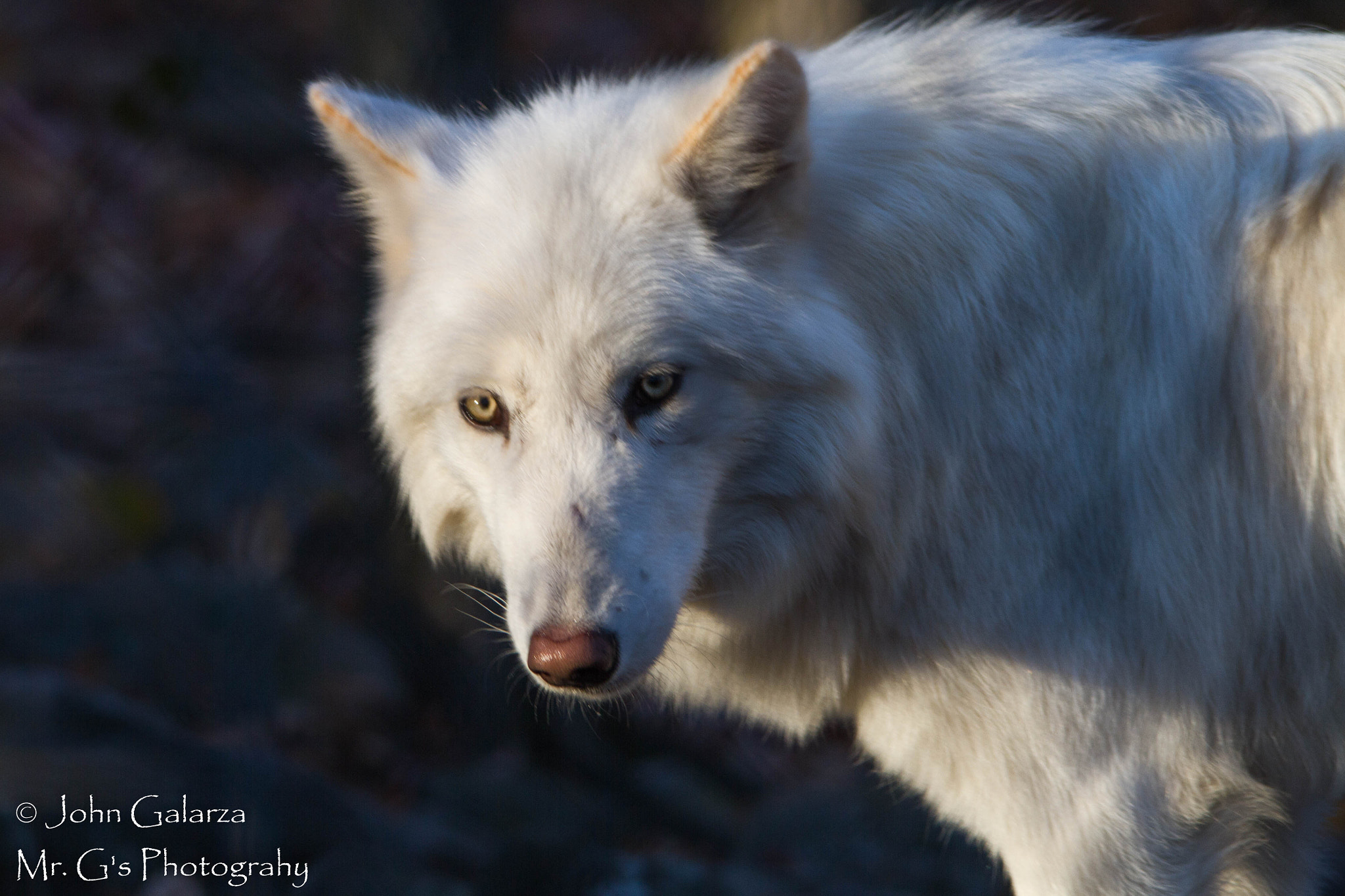 Sigma 150-500mm F5-6.3 DG OS HSM sample photo. Mg photography