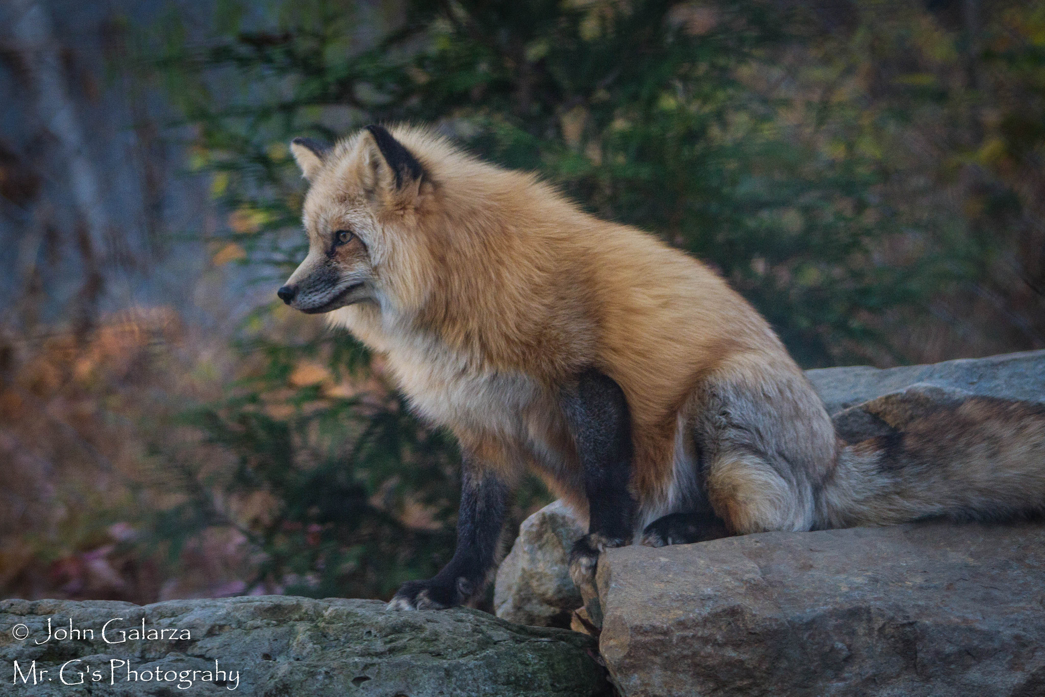 Sigma 150-500mm F5-6.3 DG OS HSM sample photo. Mg photography