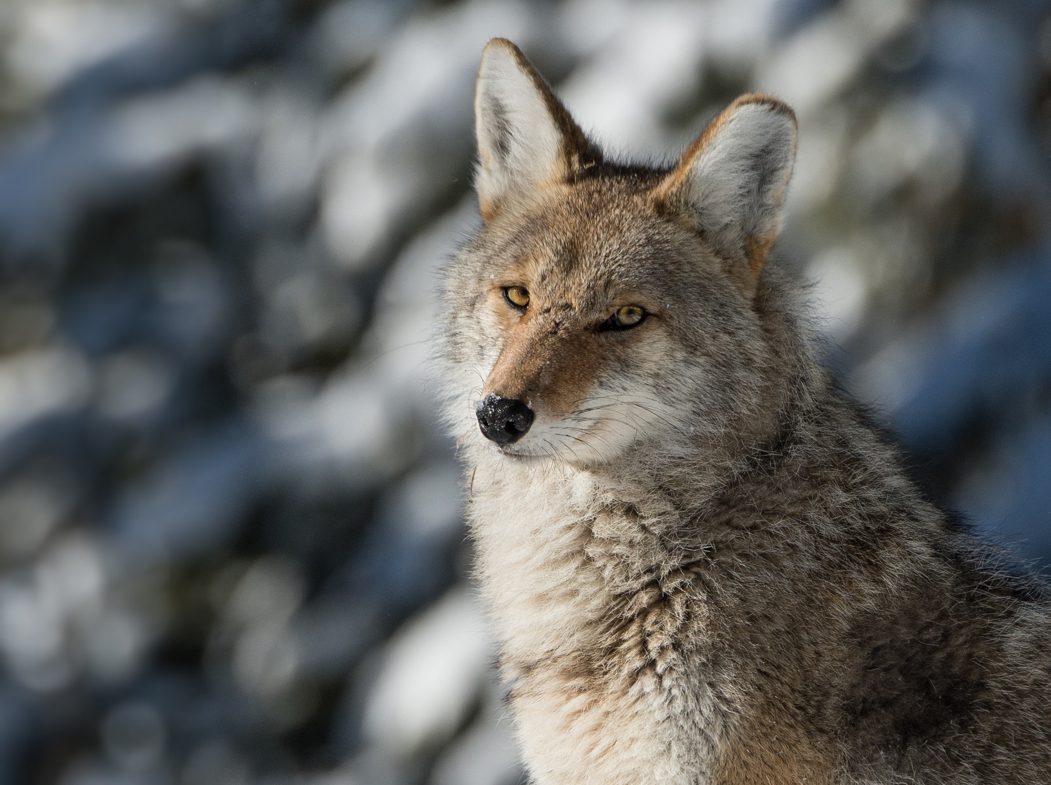 Nikon D4 sample photo. Coyote stare down photography