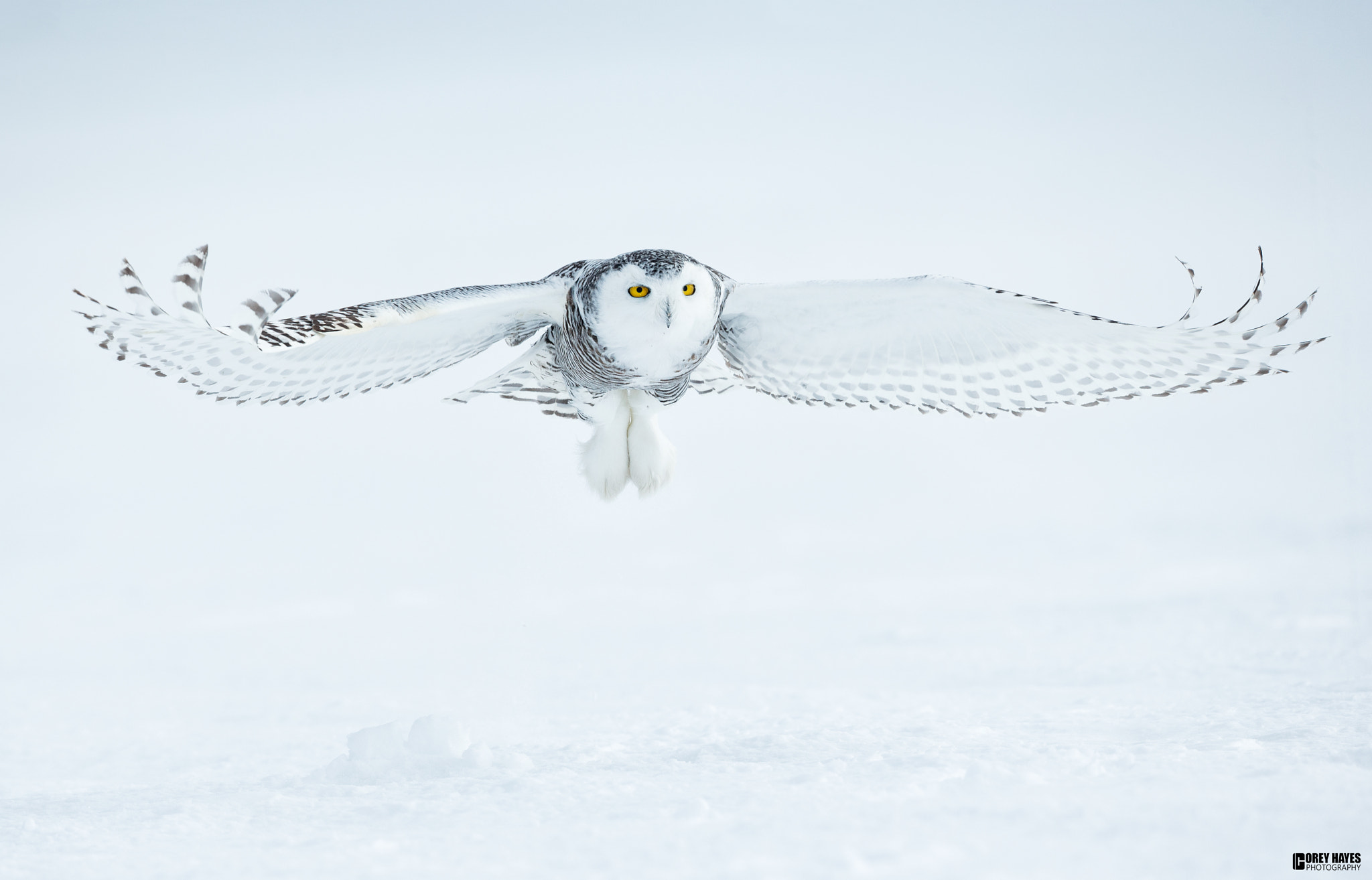 Canon EOS-1D X + Canon EF 500mm F4L IS USM sample photo. Snowy owl full wingspan photography