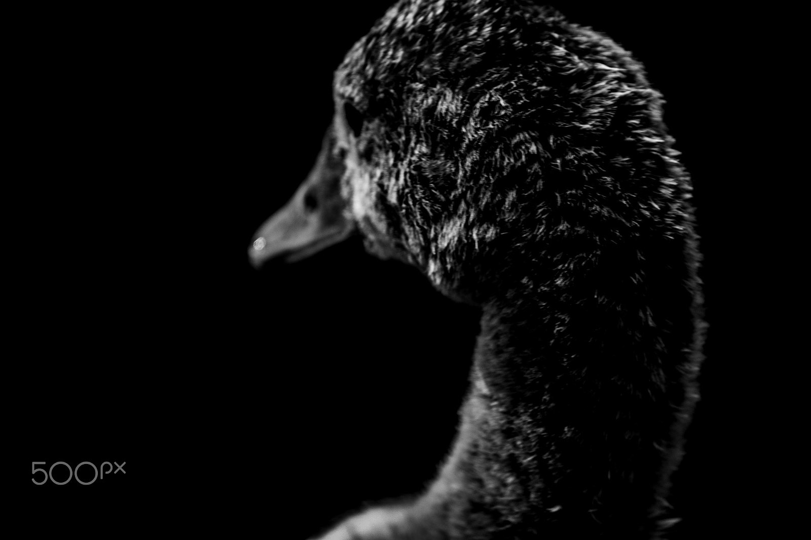 Sony DT 55-300mm F4.5-5.6 SAM sample photo. Patito feo photography