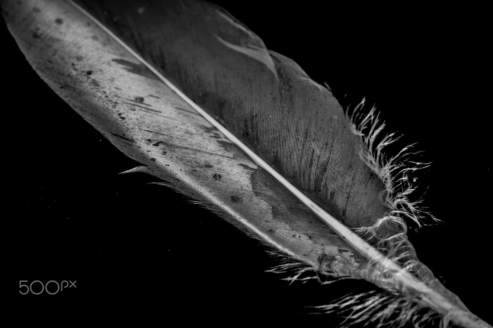 Sony DT 55-300mm F4.5-5.6 SAM sample photo. Pluma photography