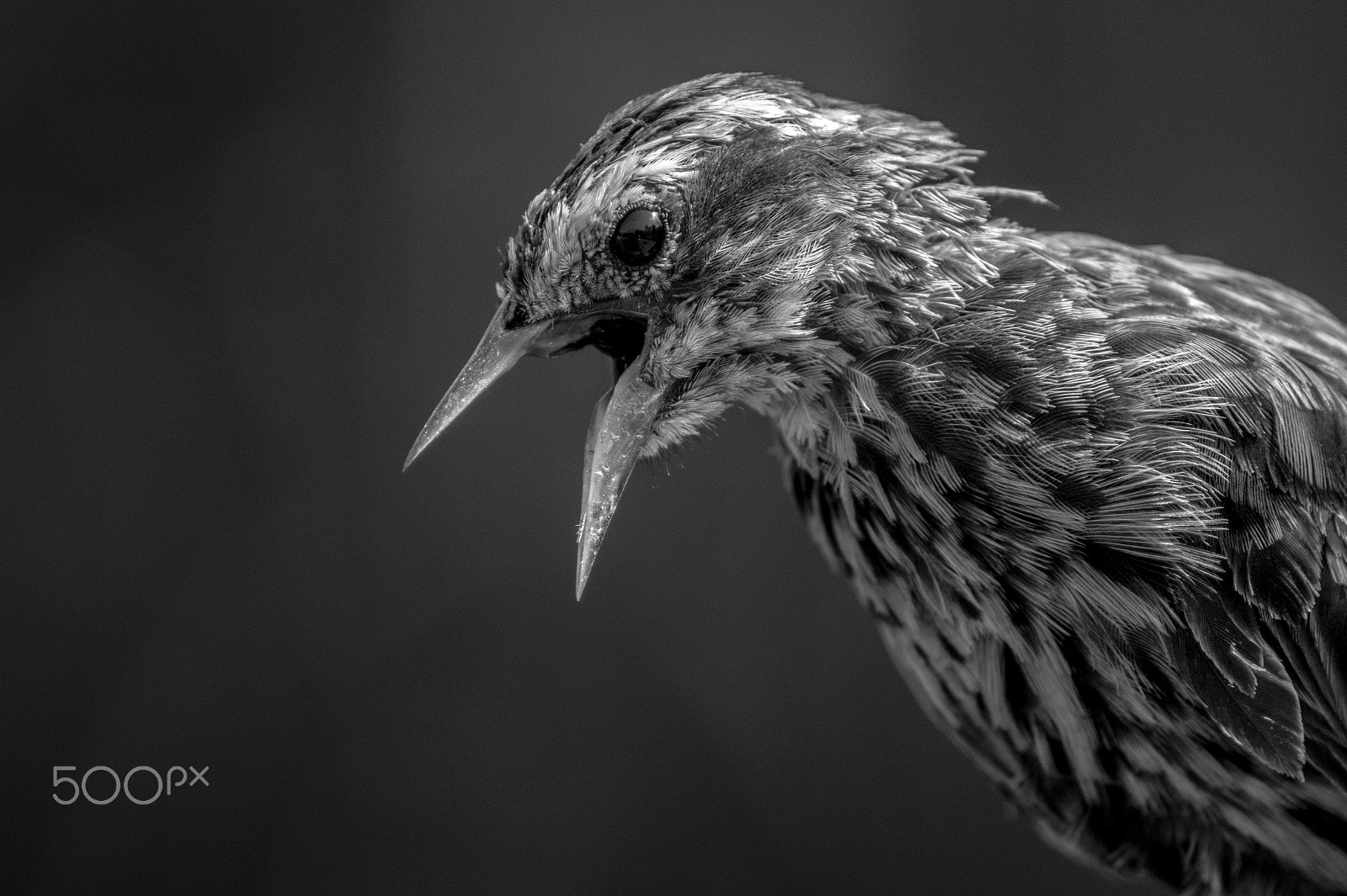 Sony DT 55-300mm F4.5-5.6 SAM sample photo. Polluelo photography