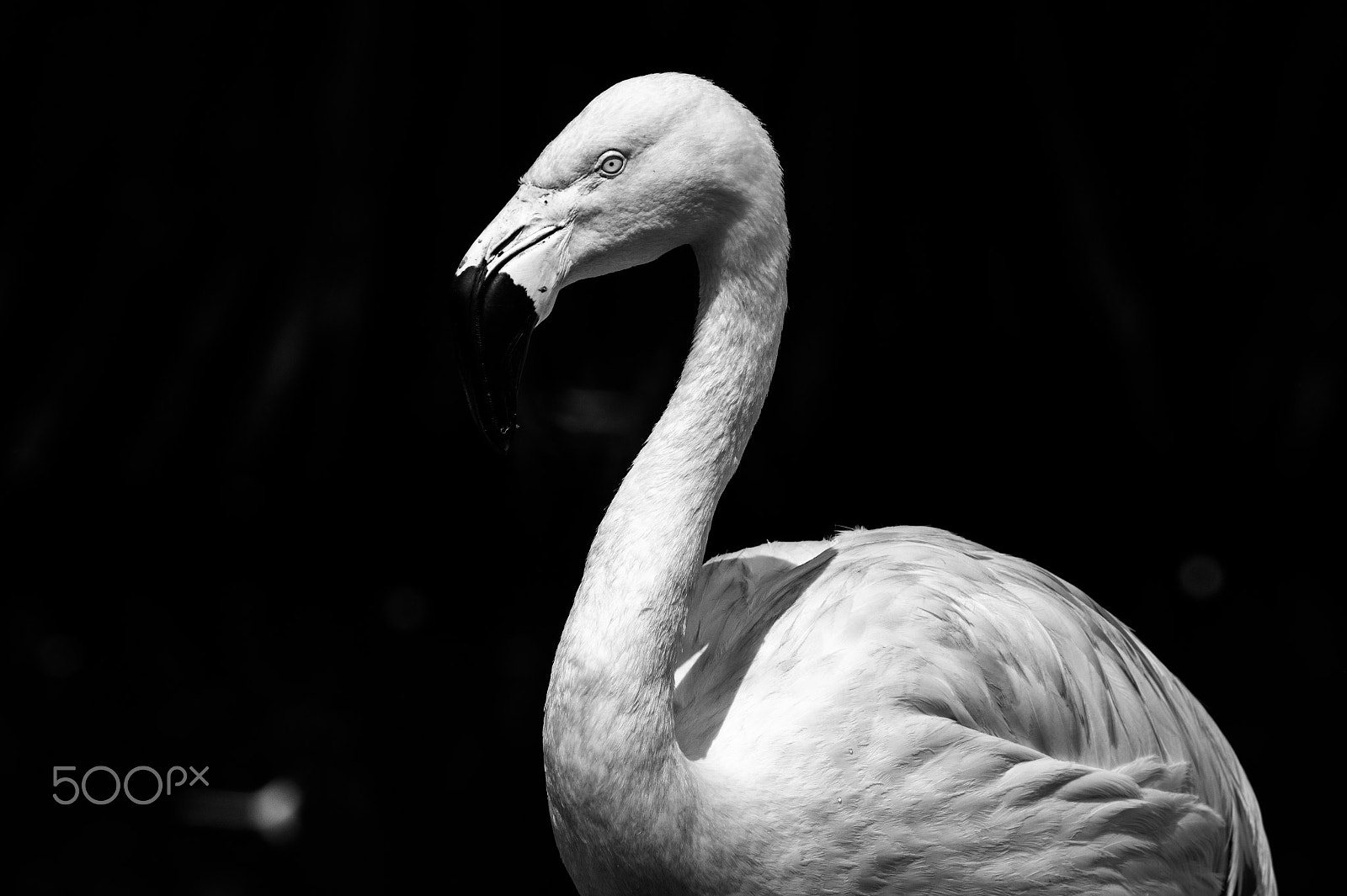 Sony DT 55-300mm F4.5-5.6 SAM sample photo. Flamingo photography