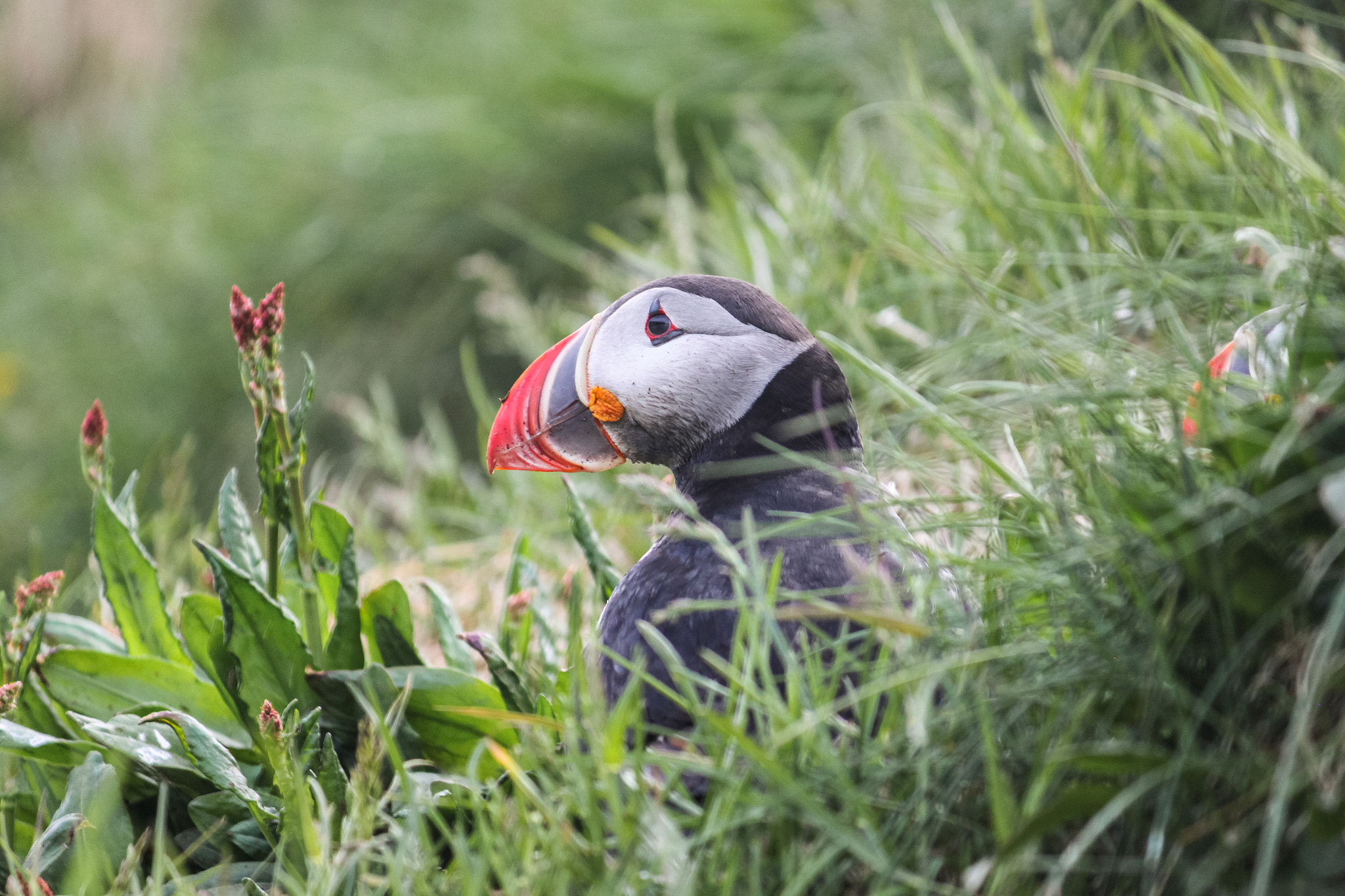 Canon EF-S 55-250mm F4-5.6 IS sample photo. Puffin photography