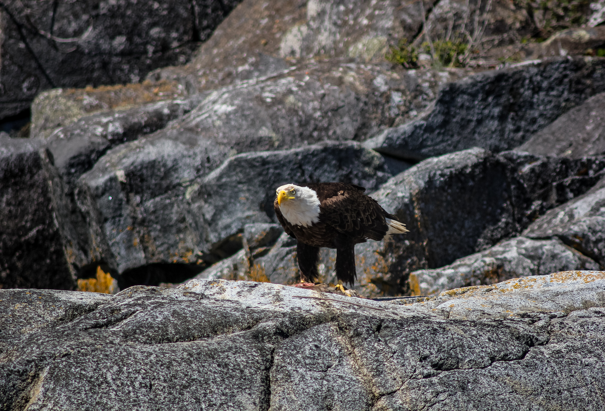 Canon EF 75-300mm F4.0-5.6 IS USM sample photo. Qb eagle photography