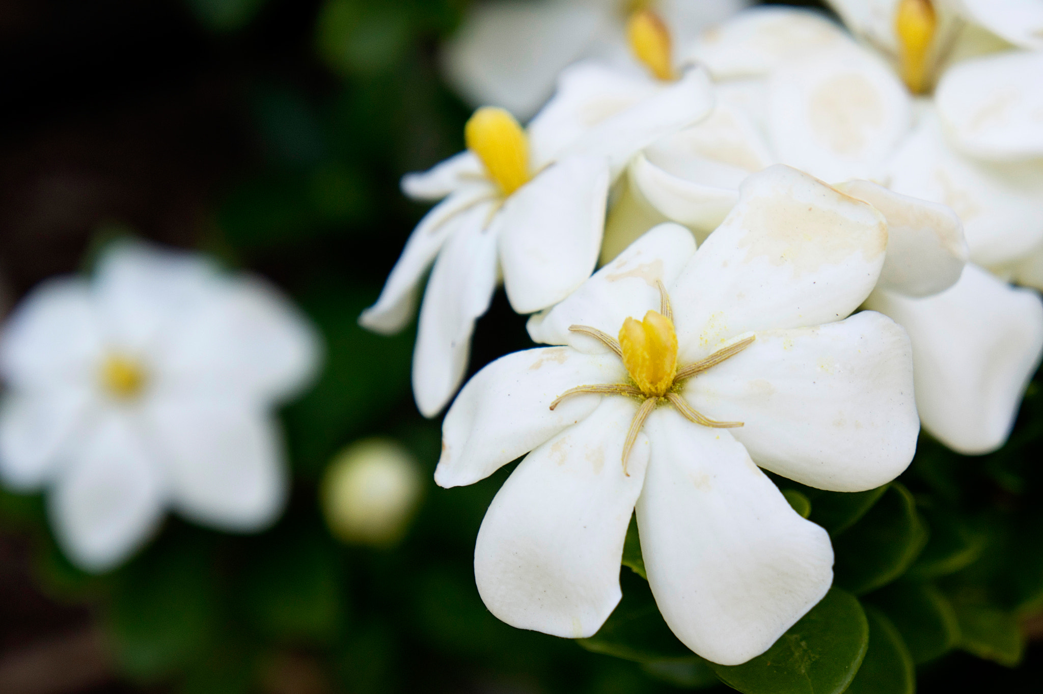 Sony Alpha NEX-3 + Sony E 18-55mm F3.5-5.6 OSS sample photo. White flowers photography