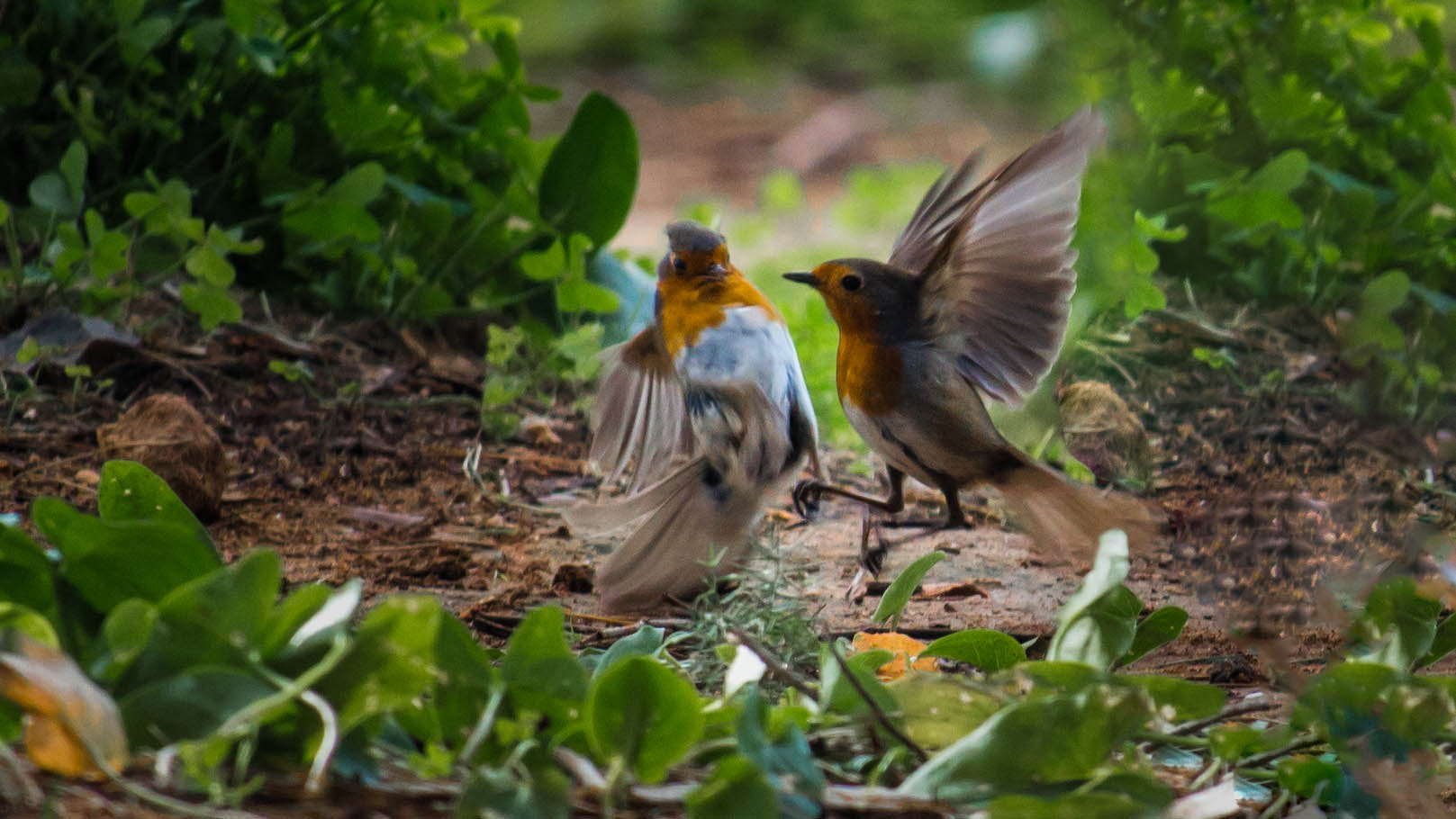 Canon EF-S 55-250mm F4-5.6 IS STM sample photo. Robins fight photography