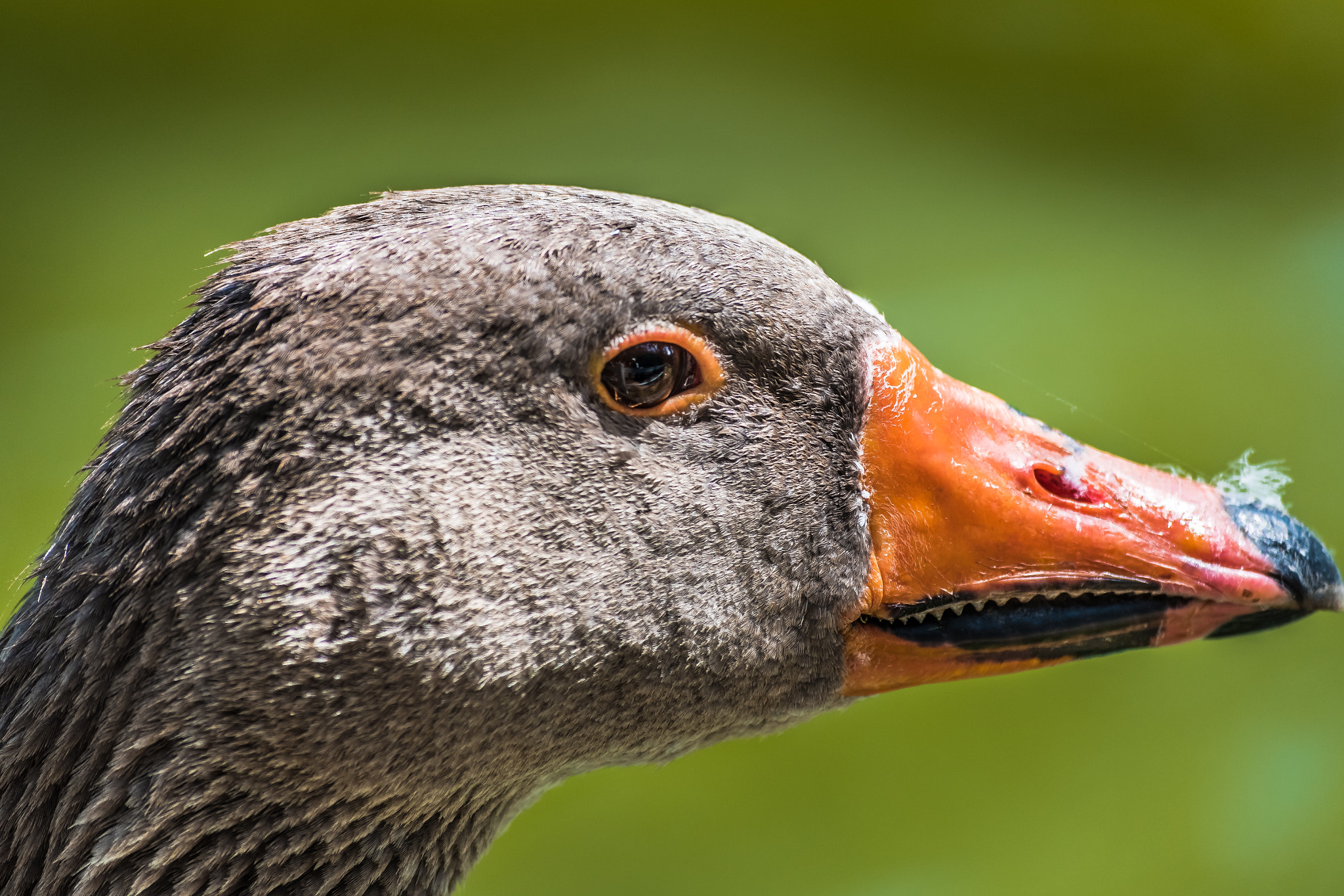 Nikon D810 sample photo. Goose photography