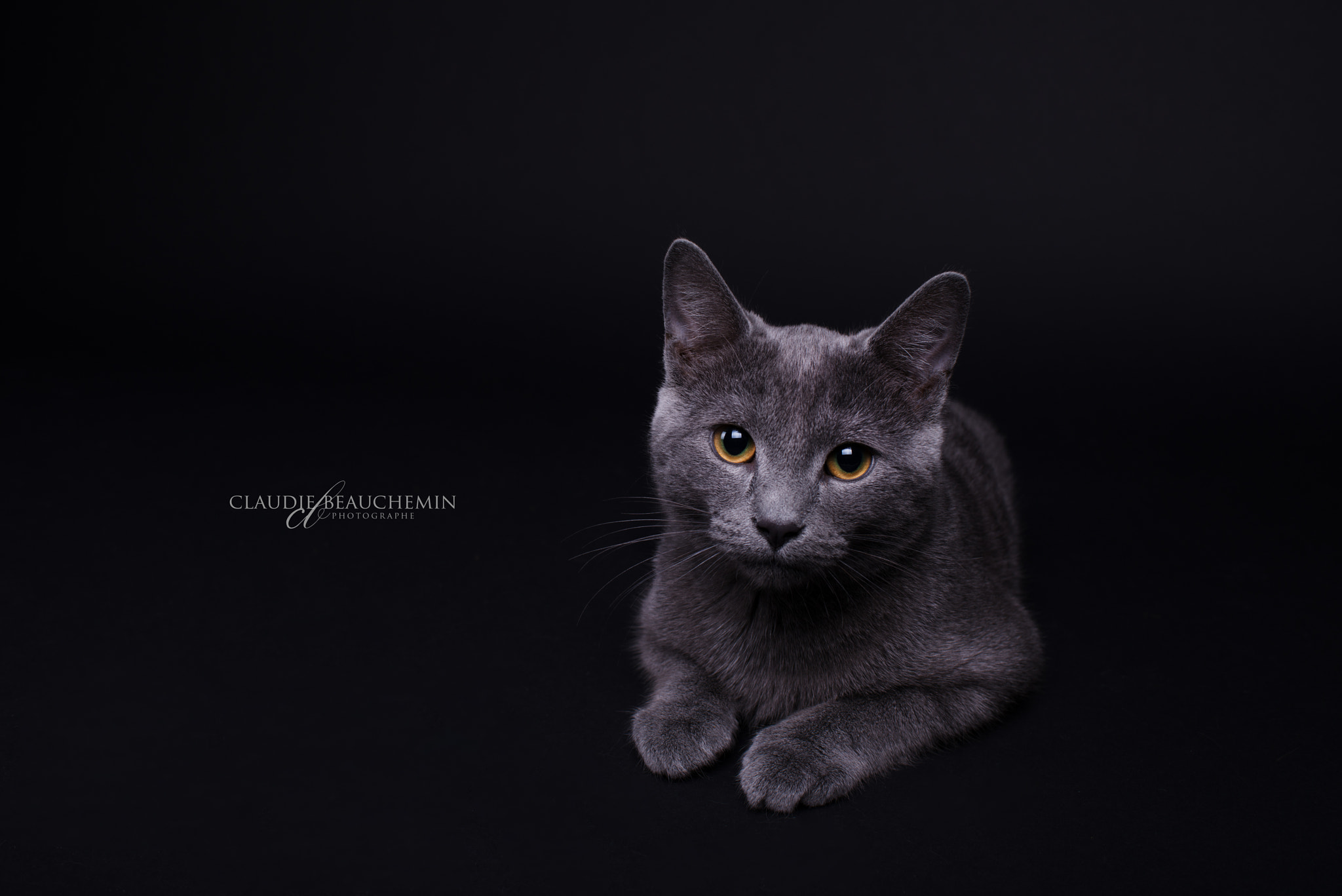 Nikon AF-S Nikkor 35mm F1.8G ED sample photo. Bowser! <3 photography