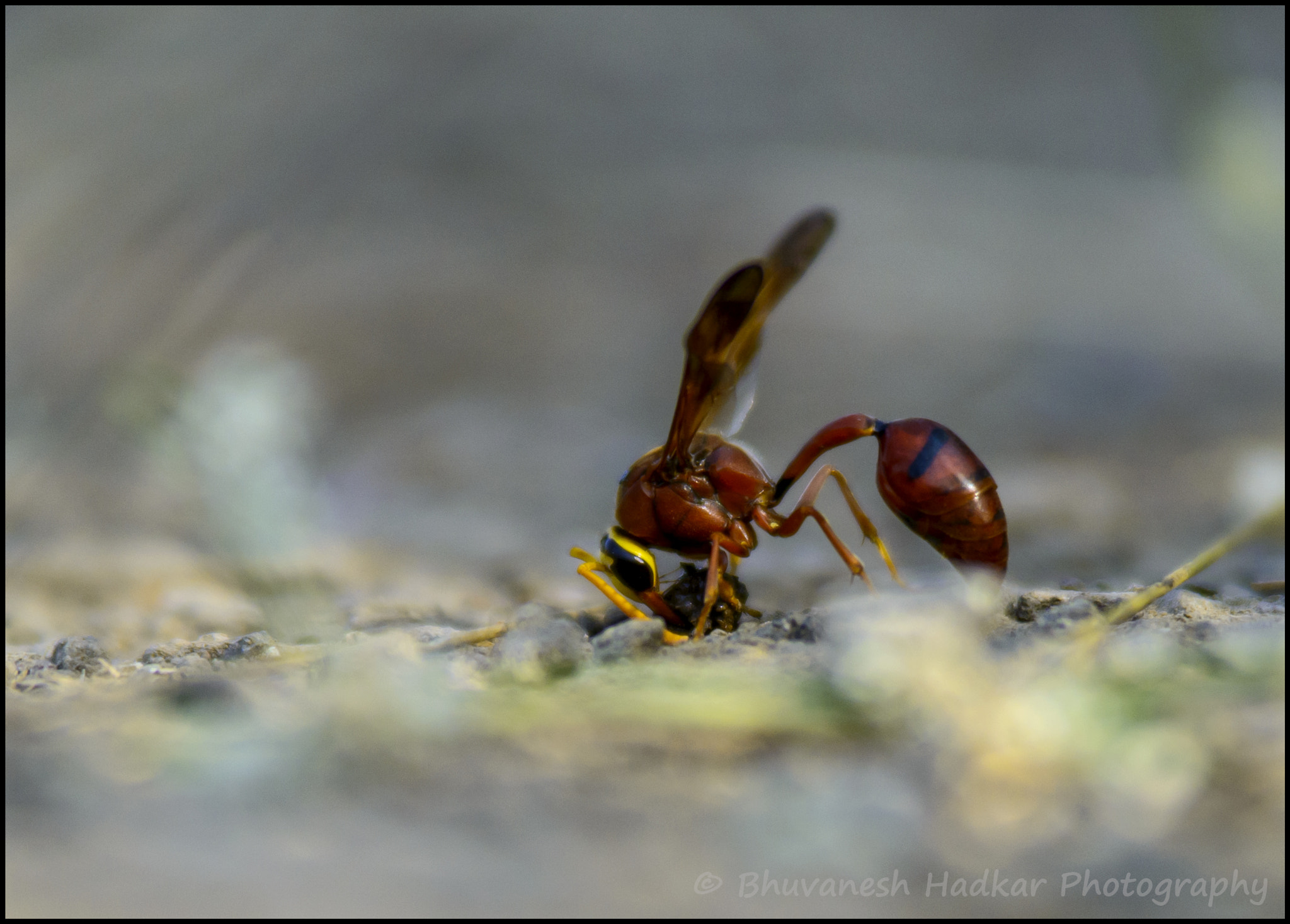 Nikon D800 sample photo. Mr.potter photography